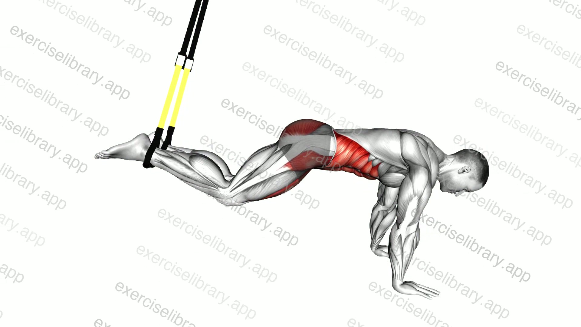 Suspender Reverse Ab Rollout demonstration