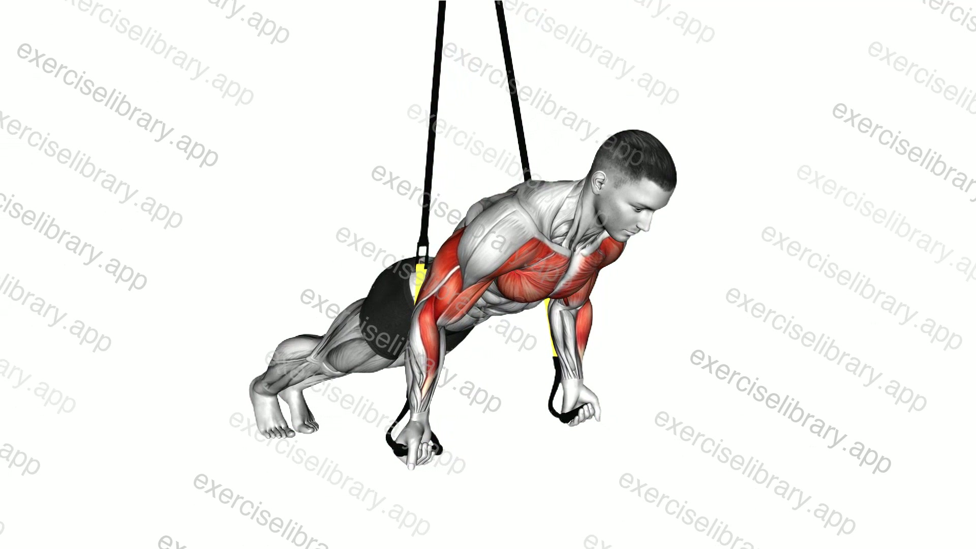 Suspender Reverse Push-up demonstration