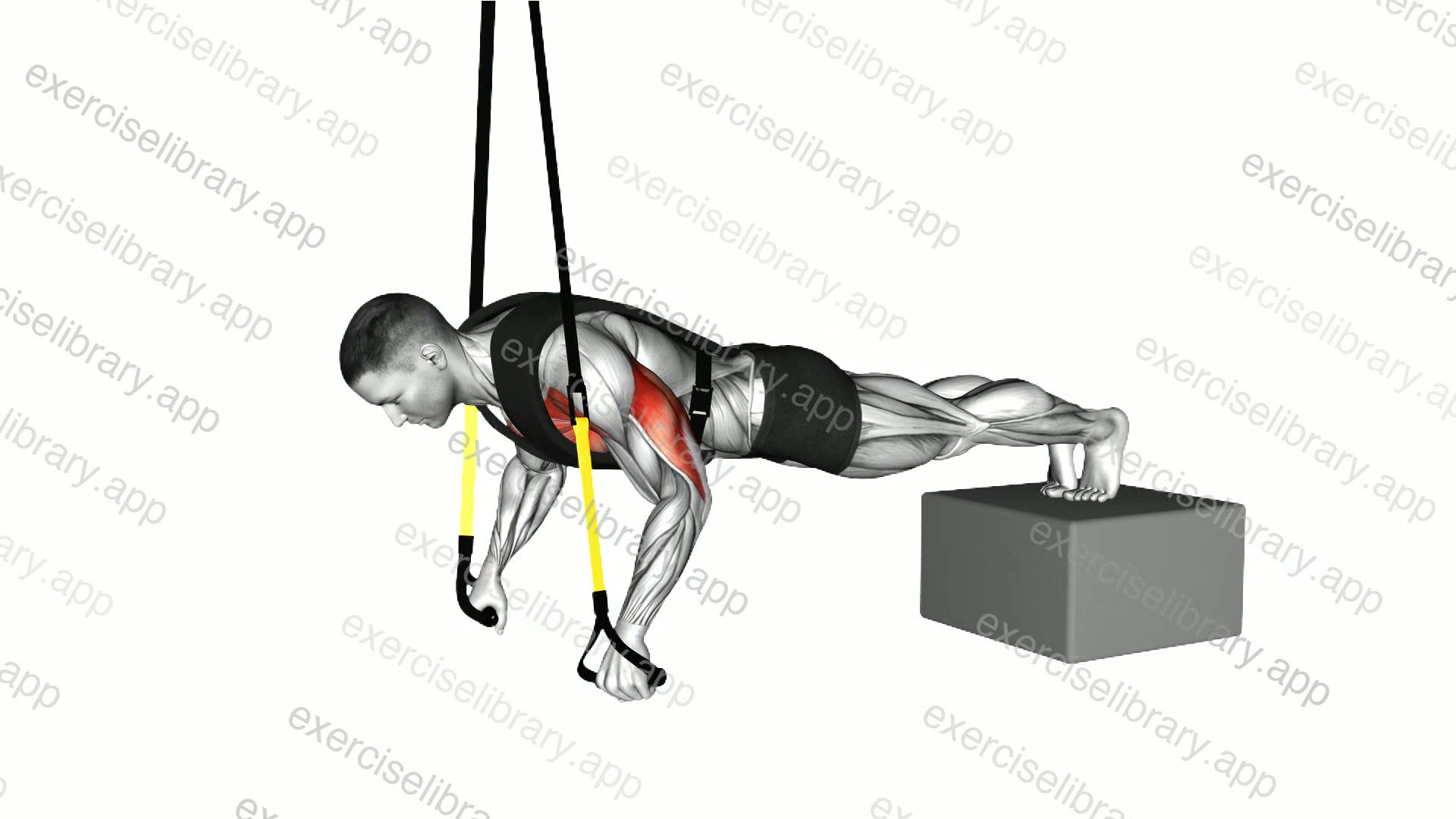 Suspender Weighted Vest Decline Push up demonstration