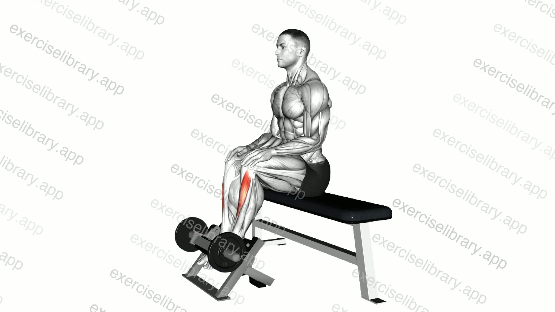 Lever Sitting Toe Raise demonstration
