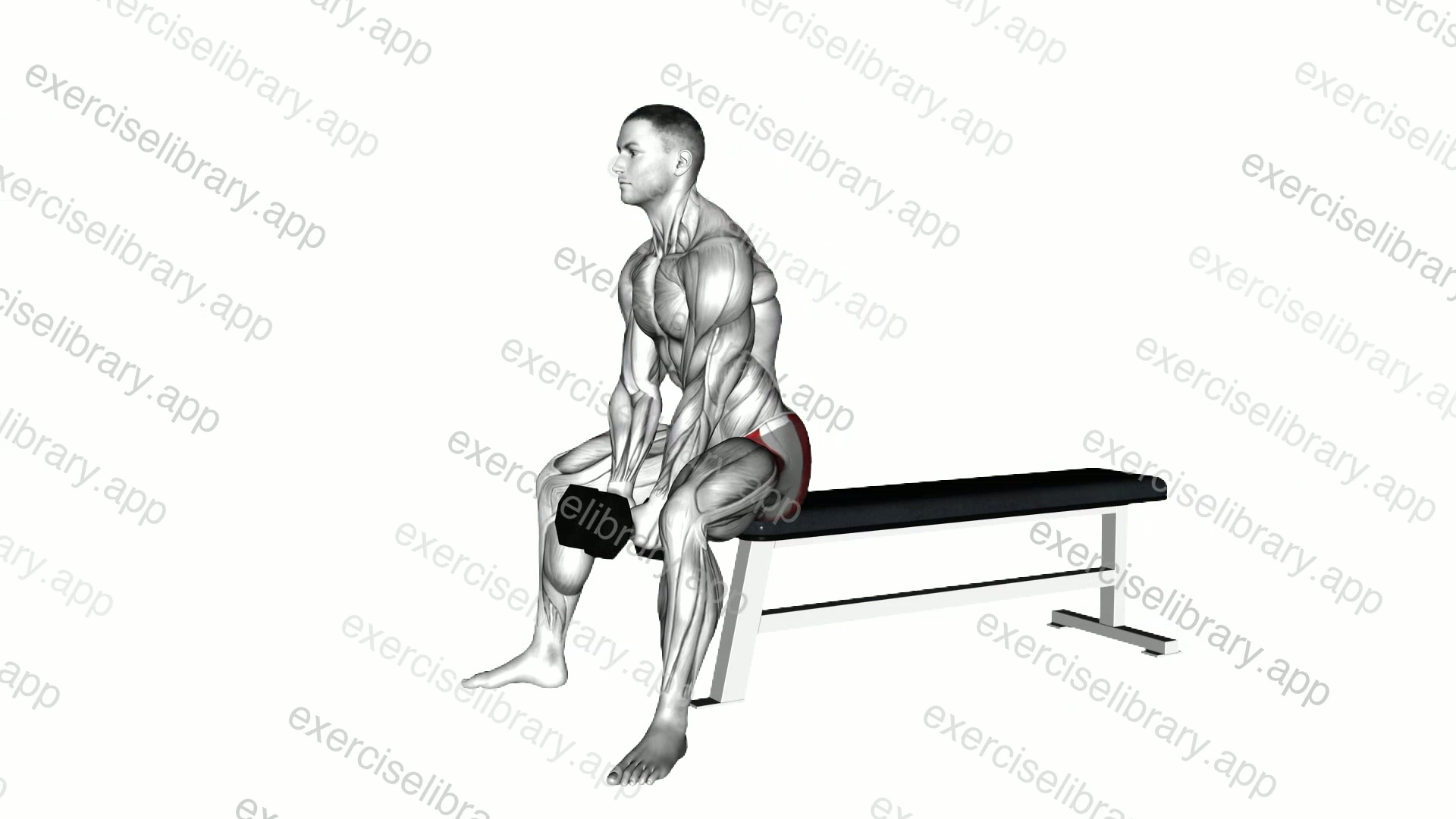 Dumbbell Sitting Good Morning demonstration
