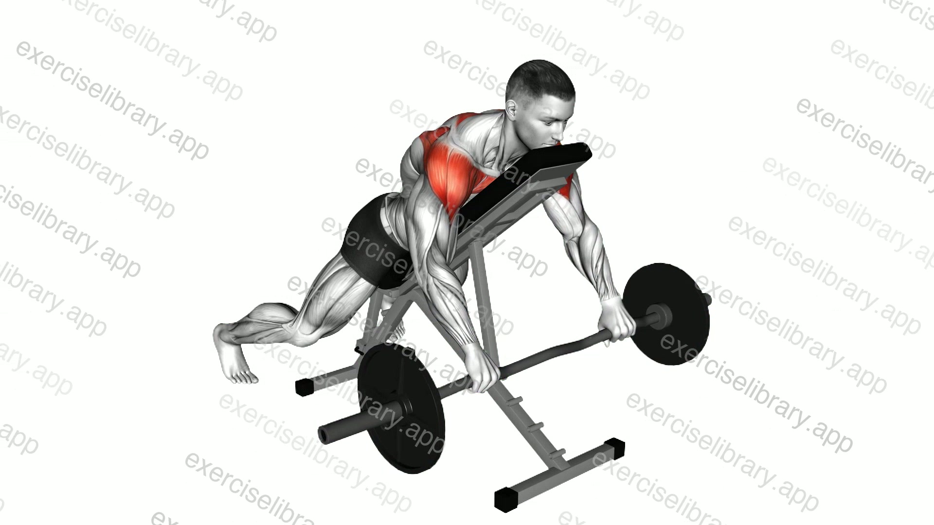 EZ Bar Incline Lying Rear Delt Raise demonstration