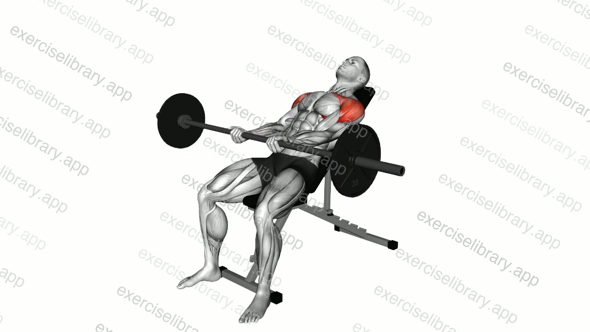 Barbell Incline Front Raise demonstration