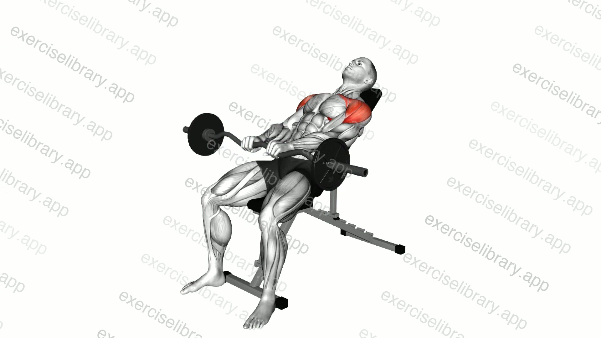EZ bar Incline Pronated Grip Front Raise demonstration