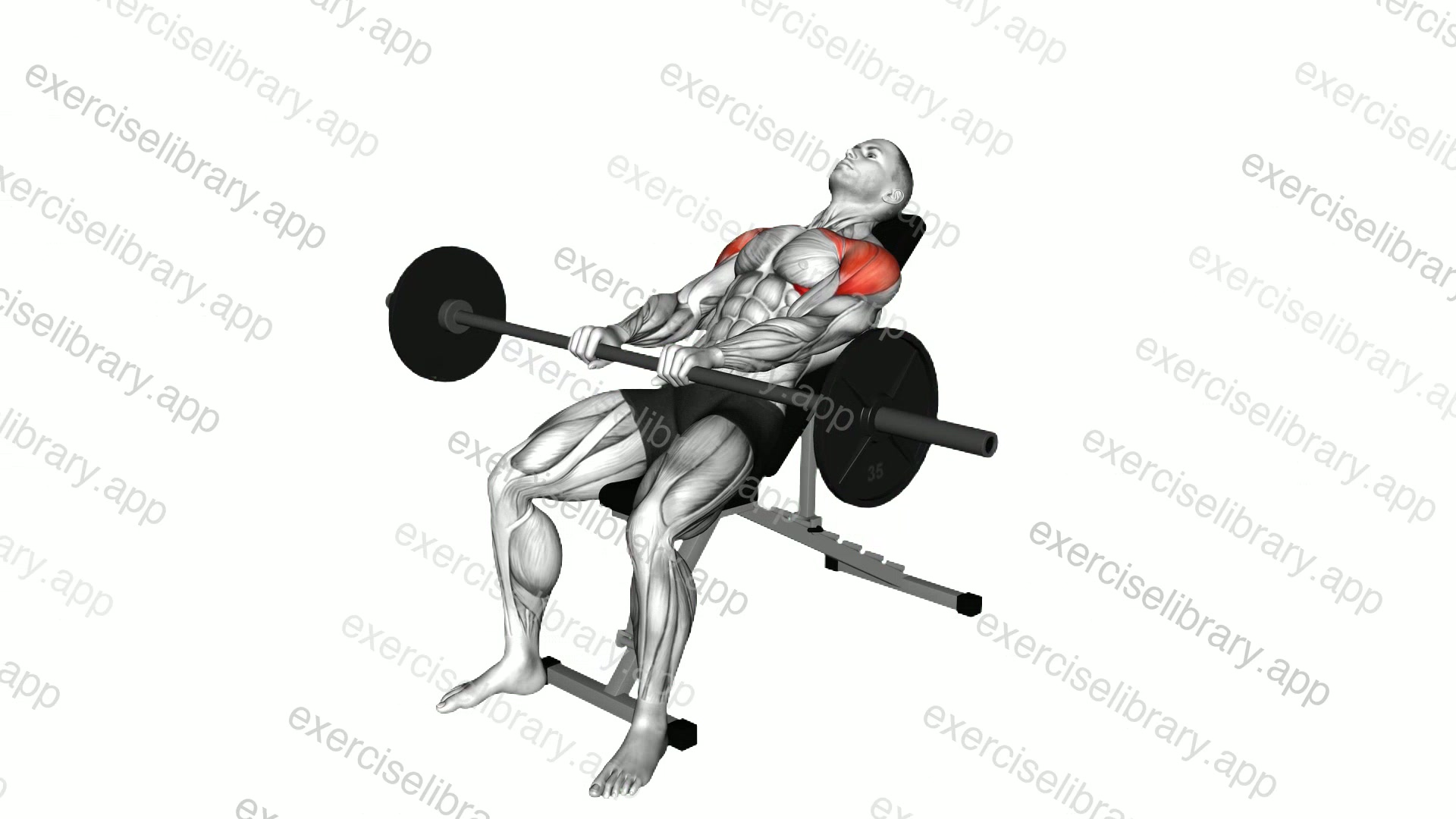 Barbell Incline Pronated Grip Front Raise demonstration