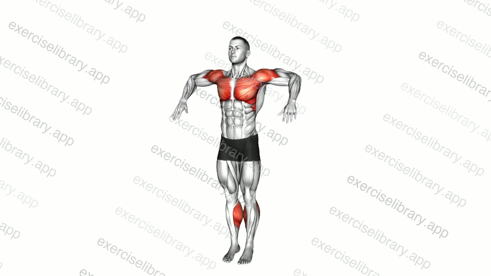 Calf Raise Internal External Arms Rotation demonstration