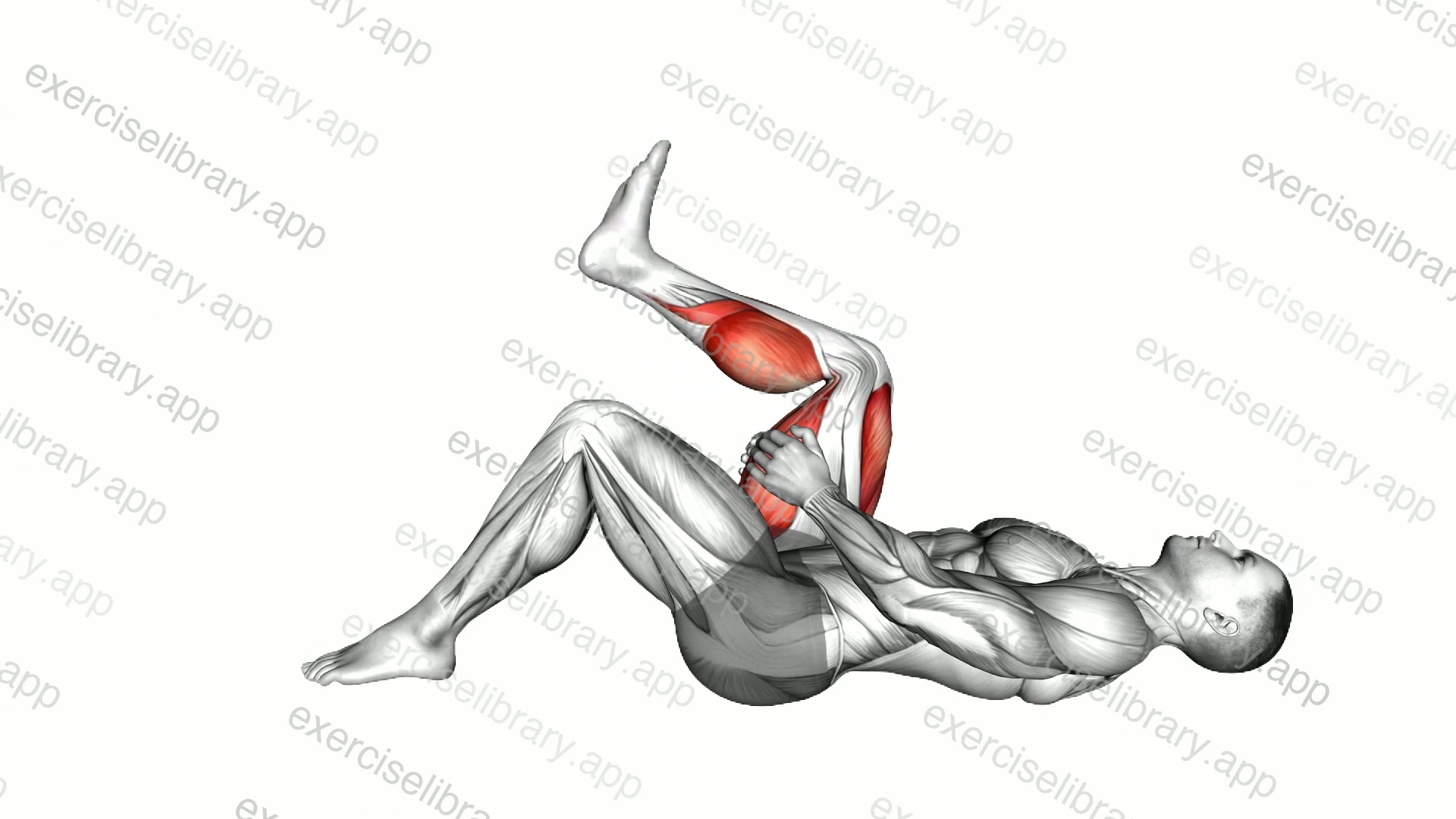 Lying Single Leg Extension demonstration