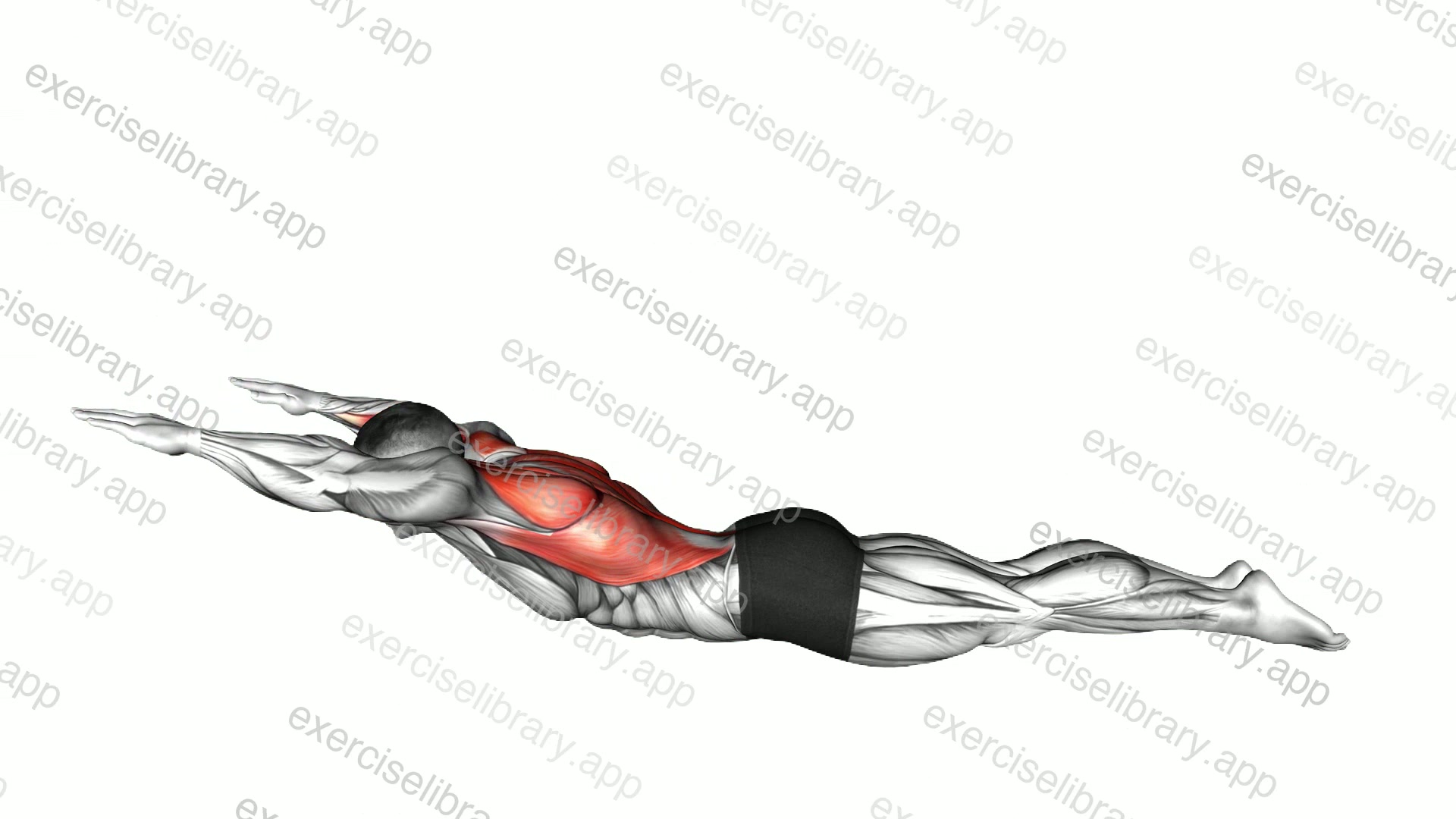 Lying Upper Body Superman Row demonstration