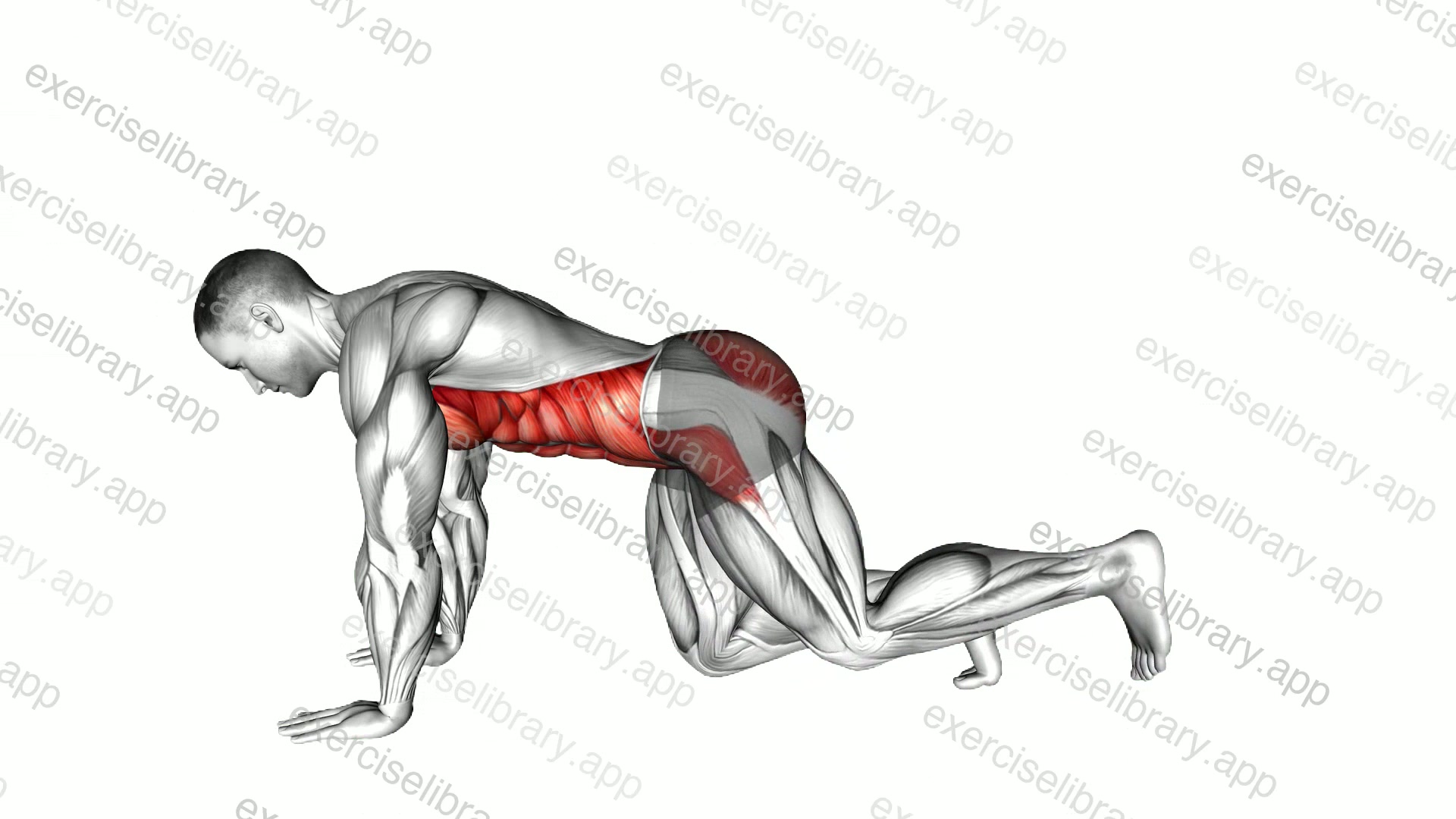 Plank from Knees demonstration