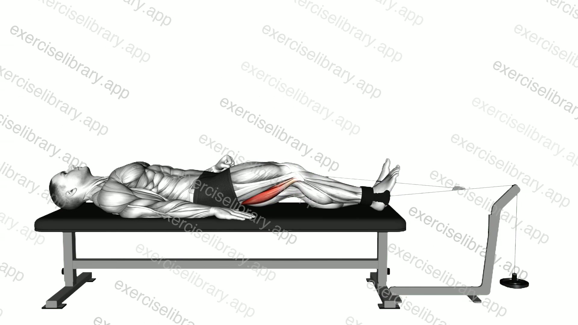 Lever Lying Knee Flexion demonstration
