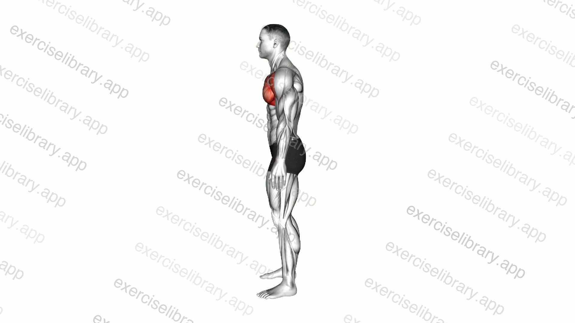 Standing Hands Behind Chest Stretch demonstration