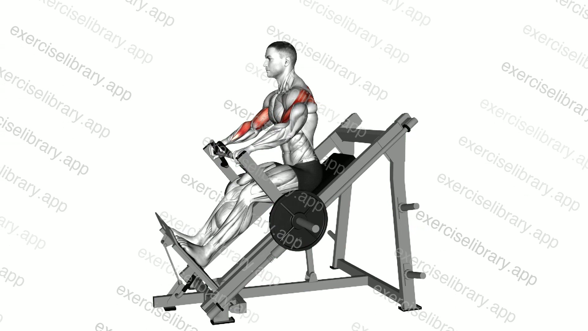Lever Linear Delt Row demonstration