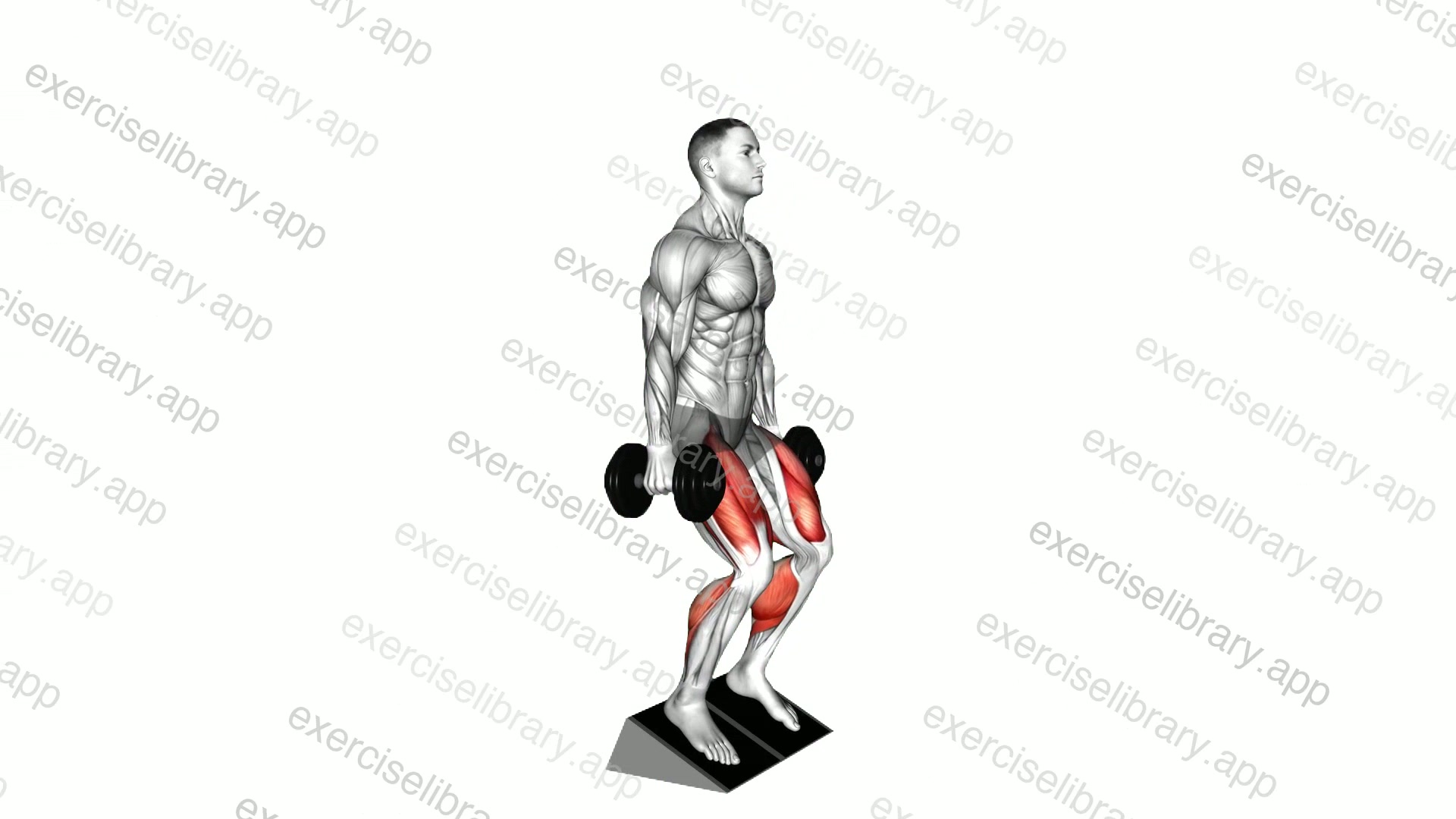 Dumbbell Elevated Heel Front Squat demonstration