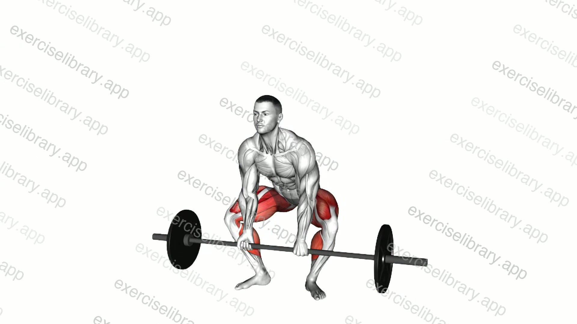 Barbell Frog Stance Deadlift demonstration