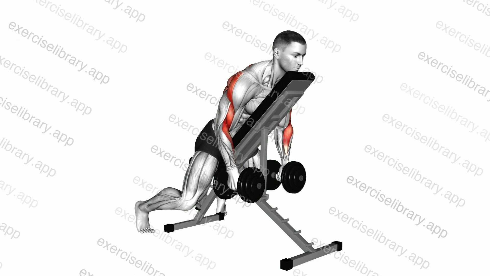 Dumbbell Row with Chest Supported demonstration