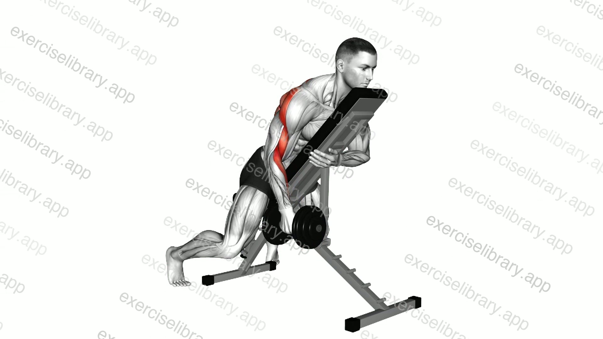 Dumbbell Single Arm Row with Chest Supported demonstration