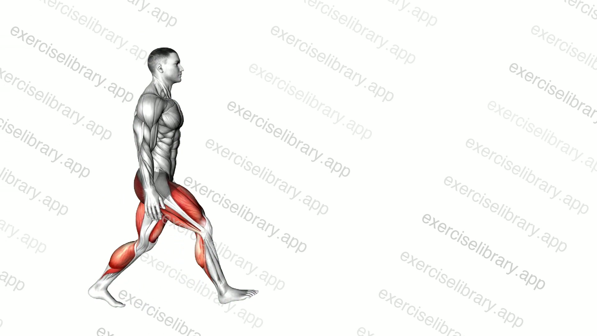 Bodyweight Walking Low Lunge demonstration