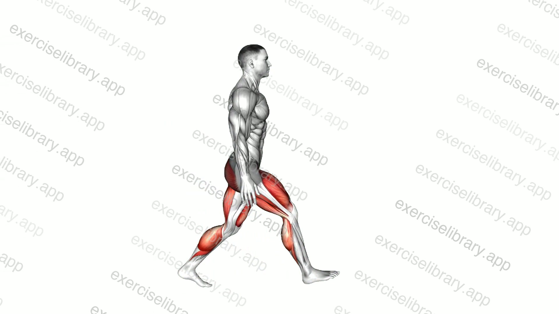 Long Distance Lunge demonstration