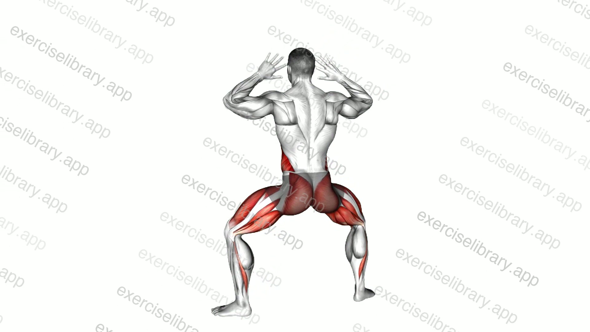 Half Plyo Squat Twist demonstration