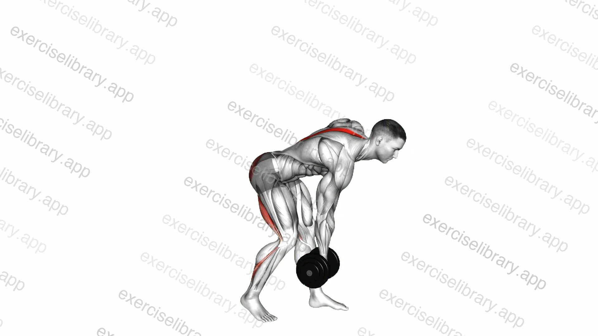 Dumbbell Single Leg Romanian Deadlift demonstration