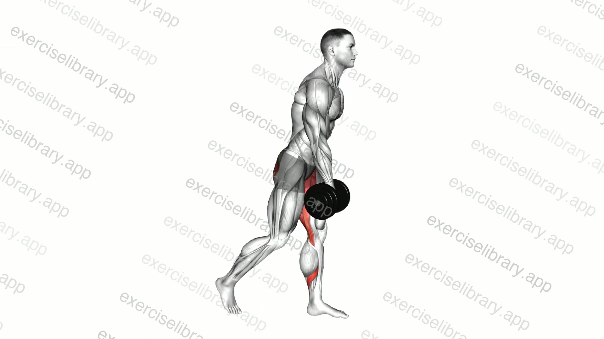 Dumbbell Single Leg Romanian Deadlift Leg Raise demonstration