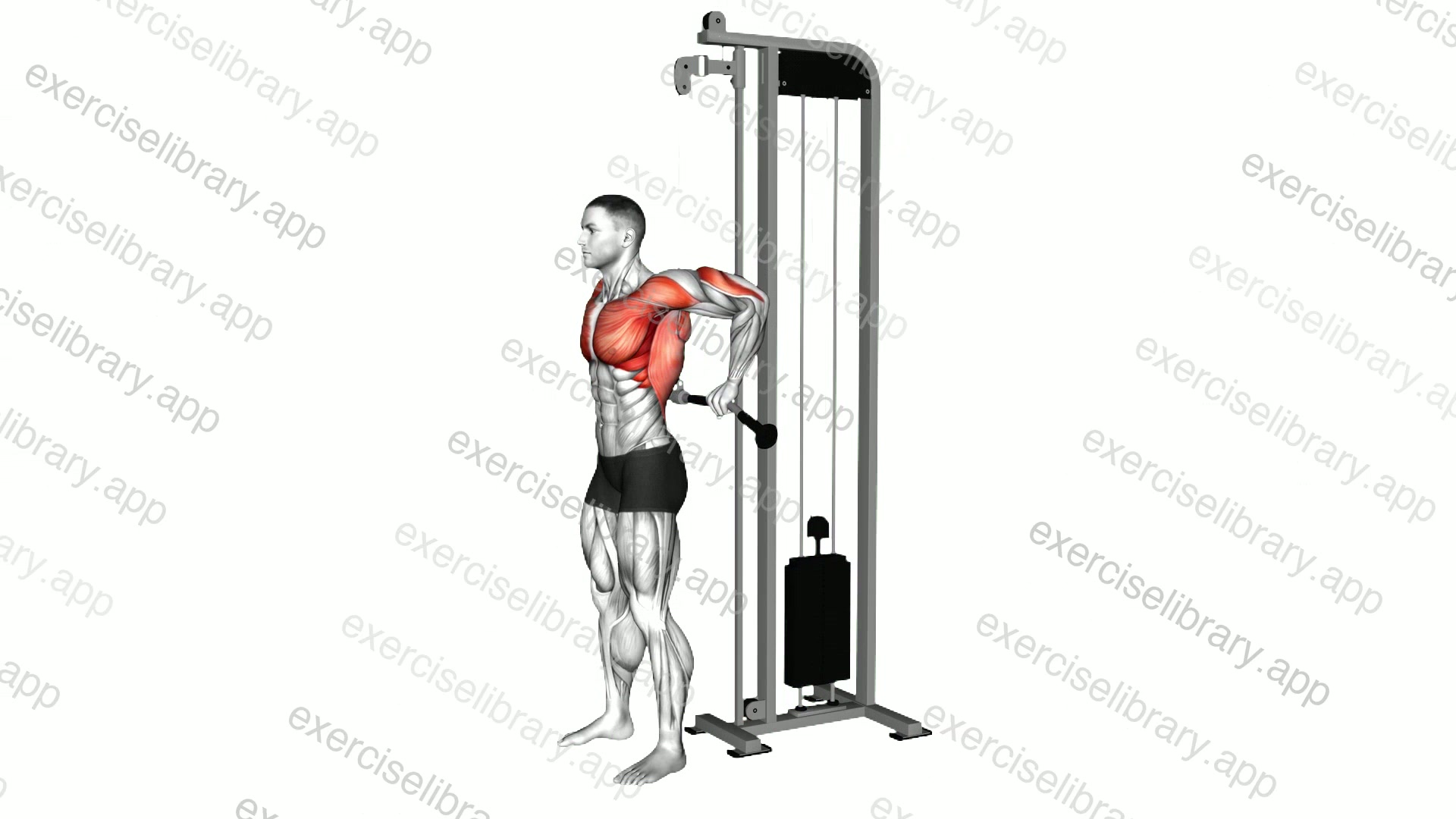 Cable Behind The Back Tricep Dip demonstration