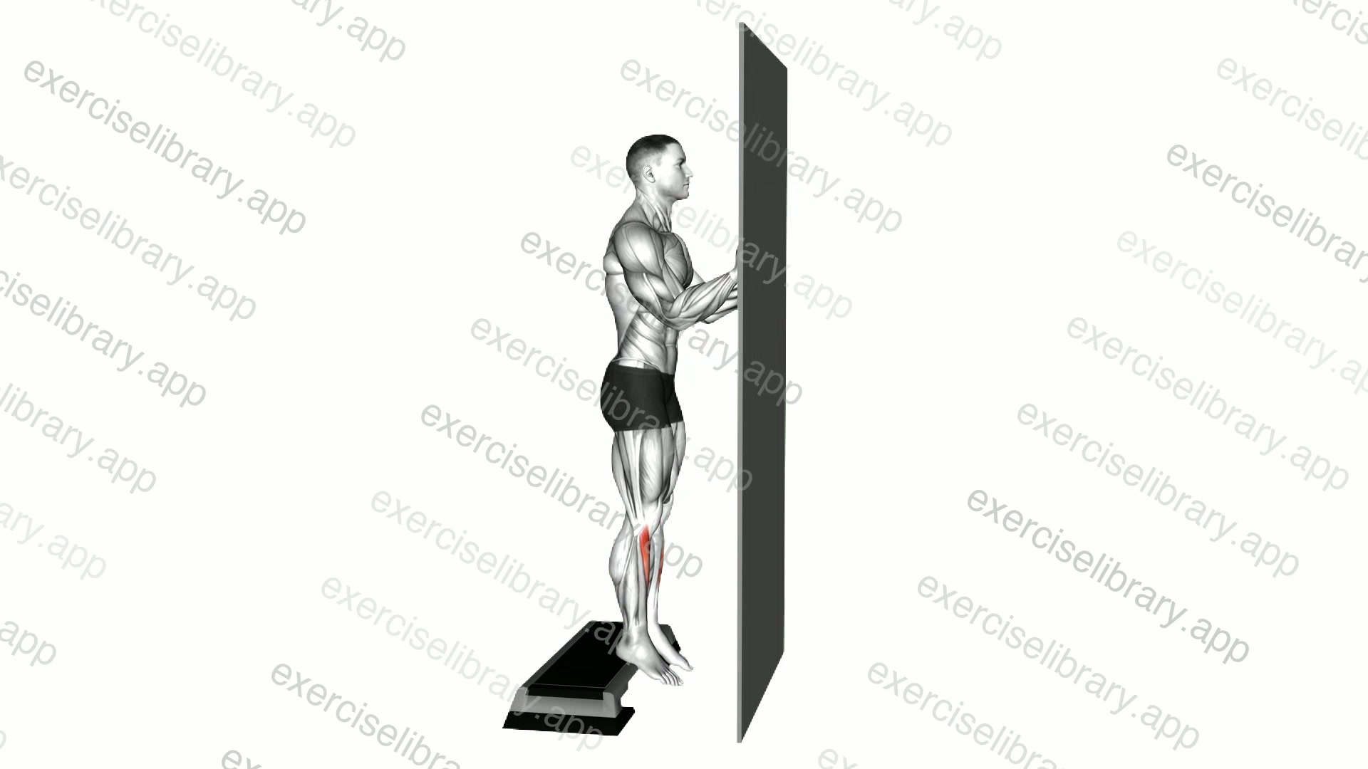 Standing Tibialis Raise Wall Supported demonstration
