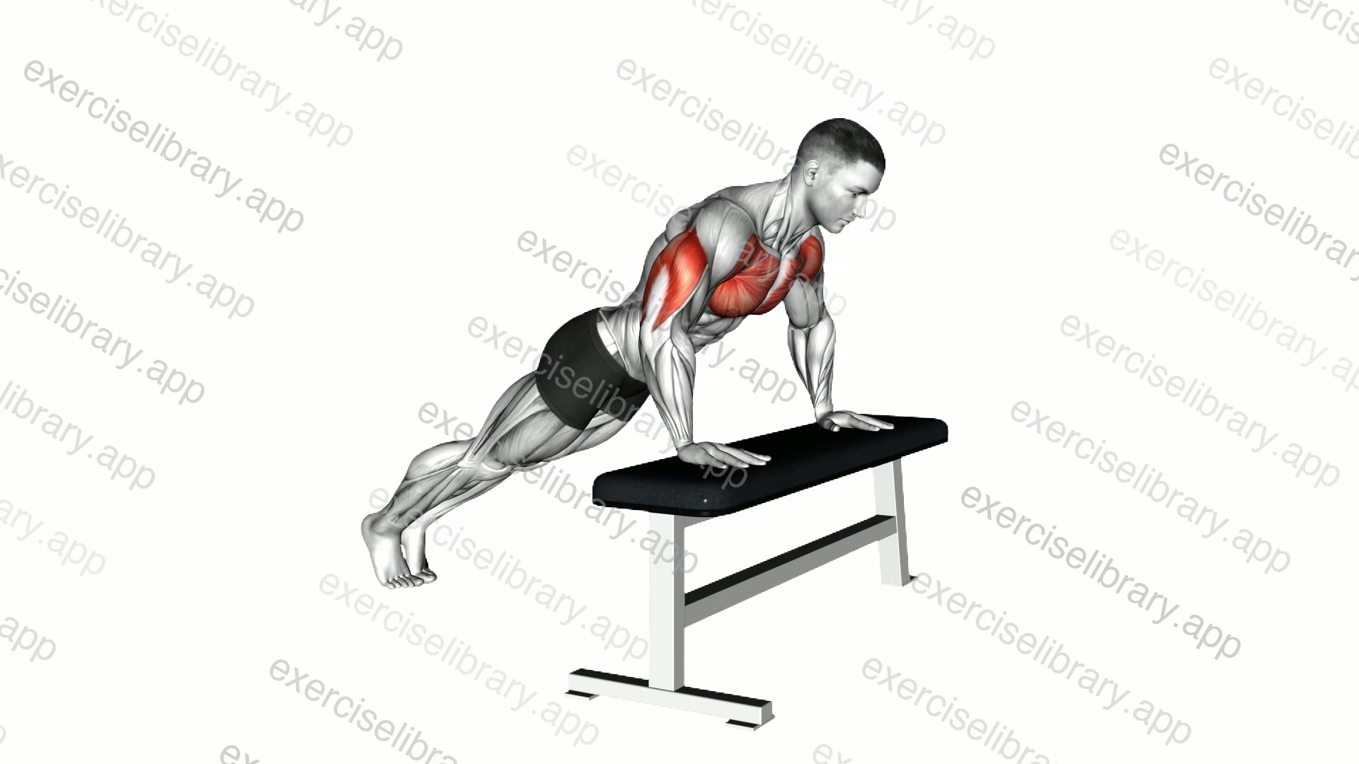 Incline Push-up with Bench demonstration
