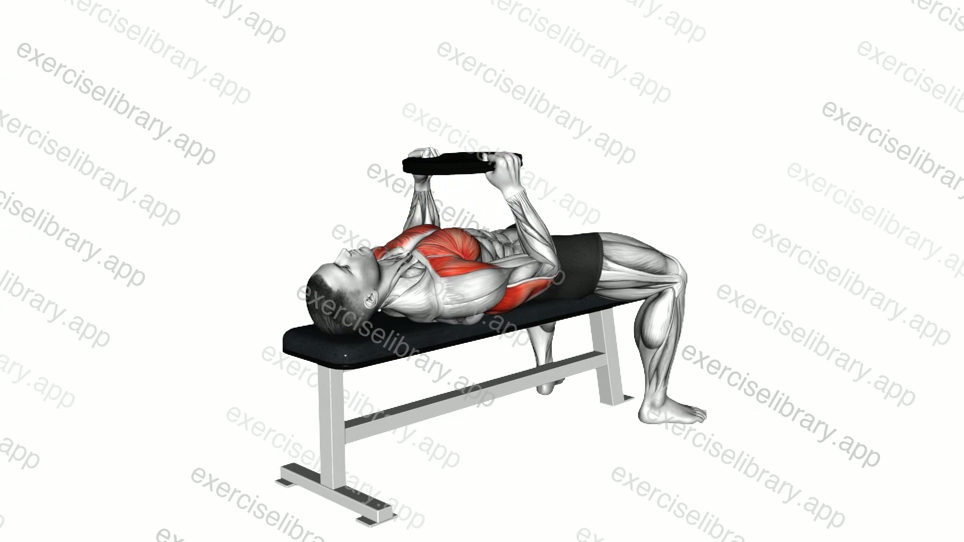 Weighted Plate Bench Press demonstration