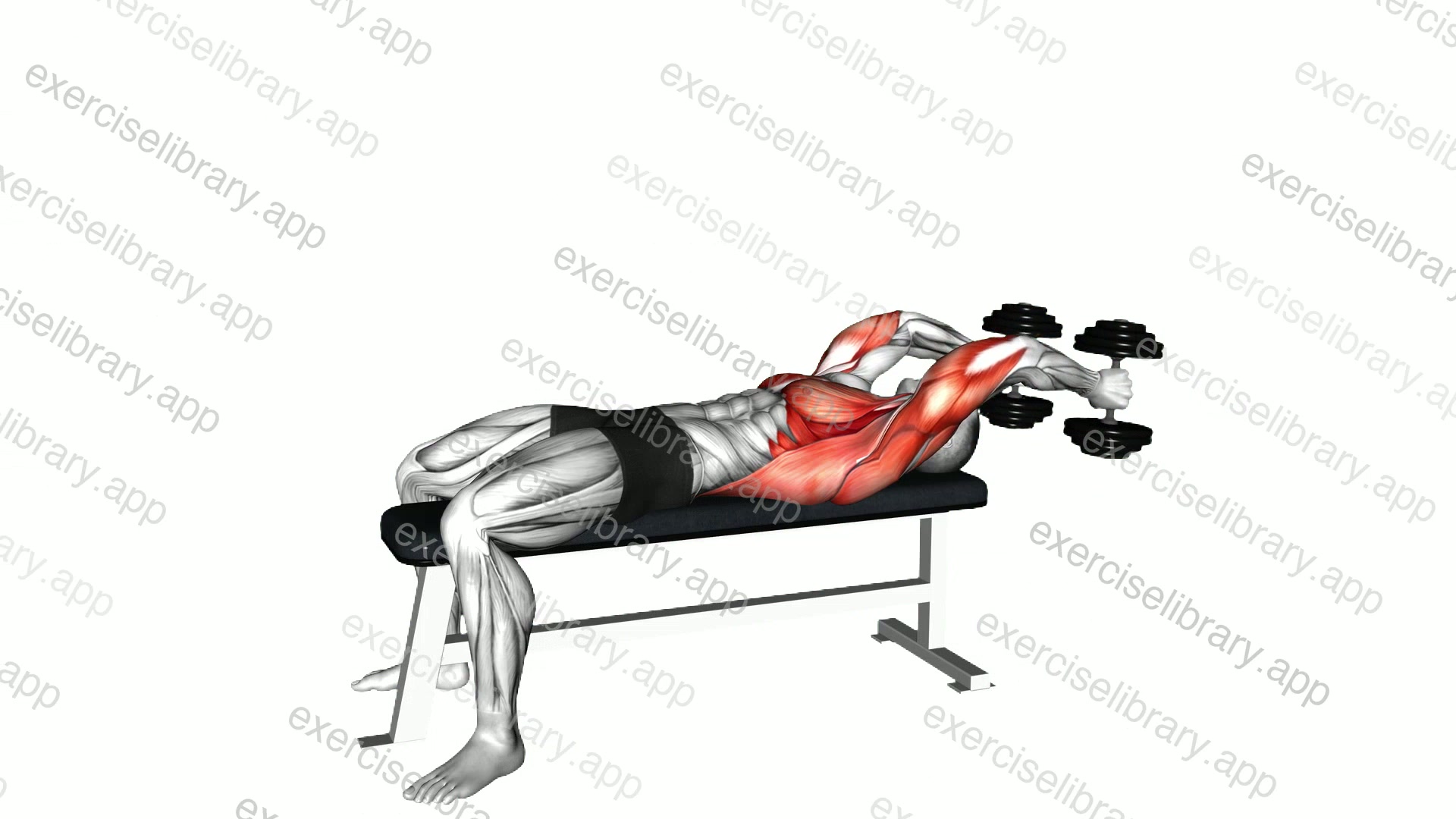 Dumbbell Lying Straight Arms Pullover demonstration