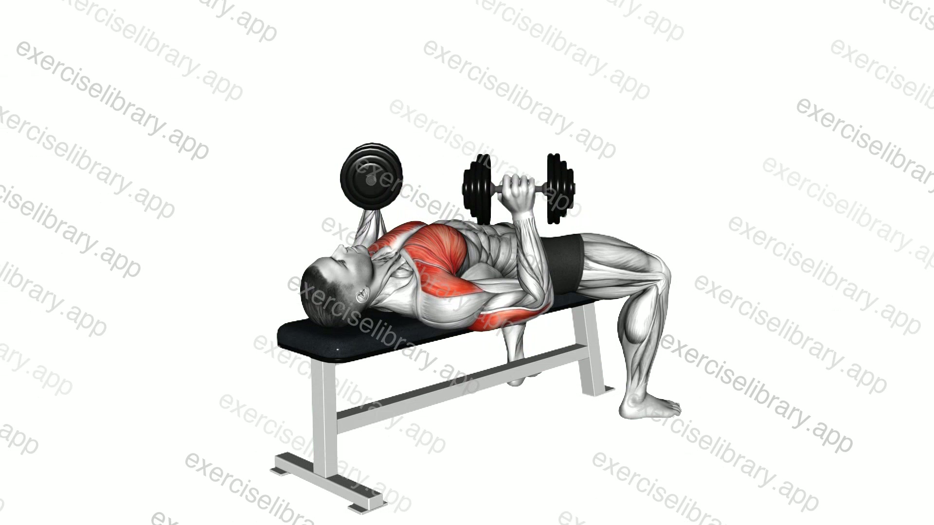 Dumbbell 45 degrees Press demonstration