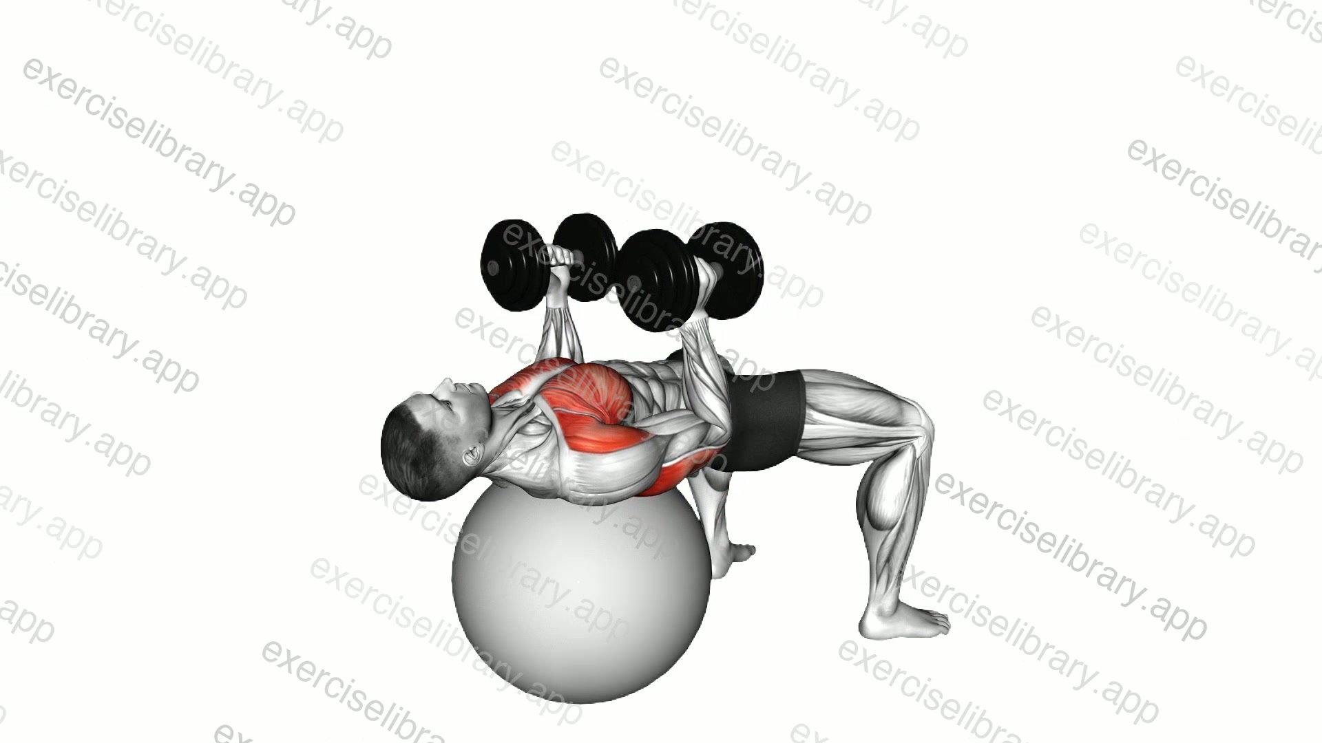 Dumbbell Hammer Press on Exercise Ball demonstration