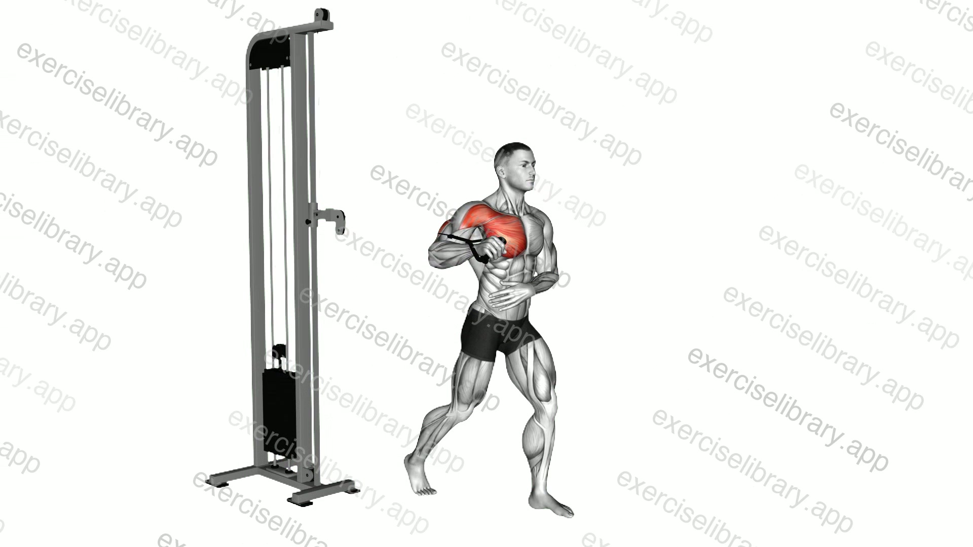 Cable Standing Single Arm Chest Press demonstration