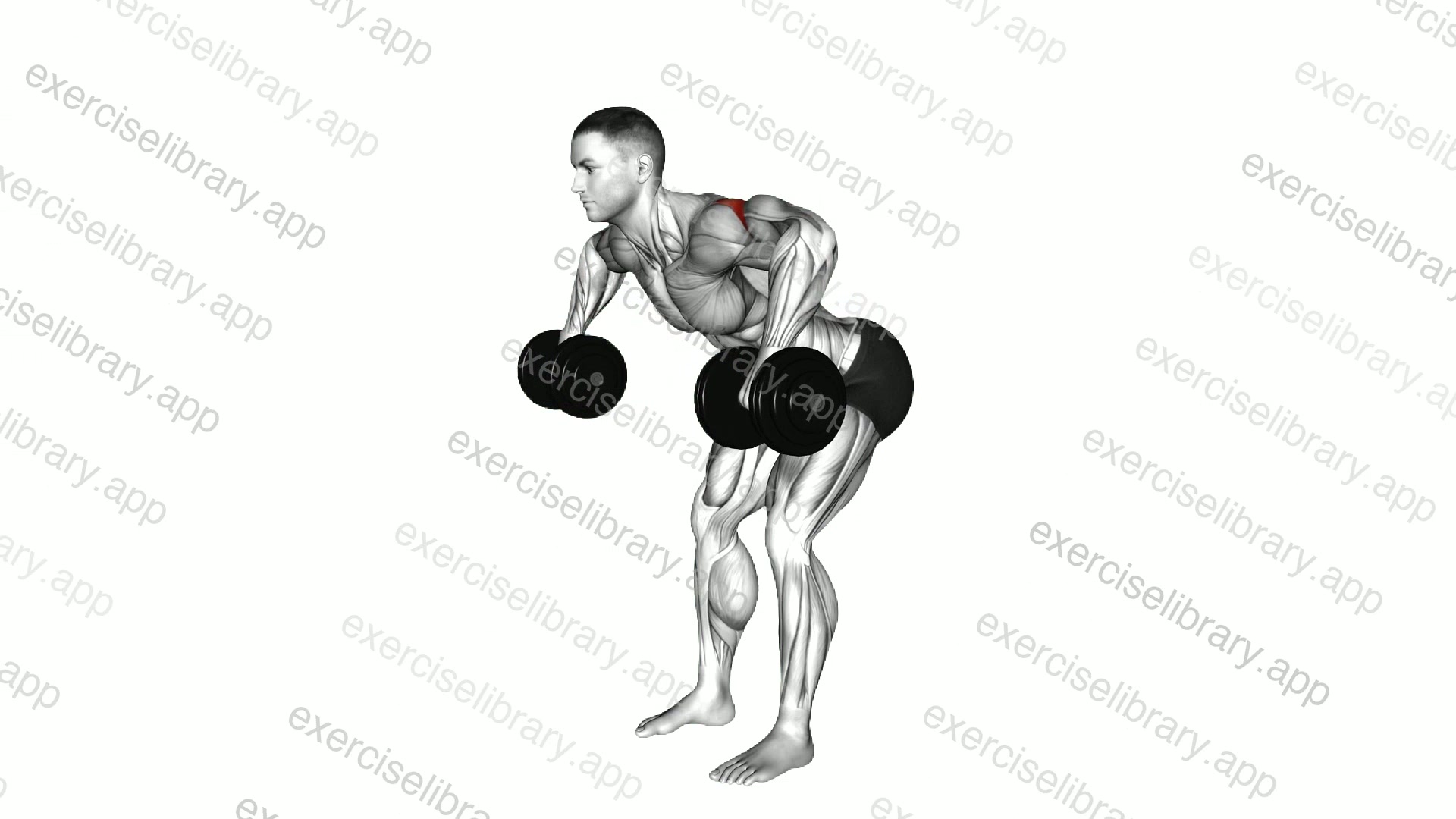 Dumbbell Bent Over External Rotation demonstration