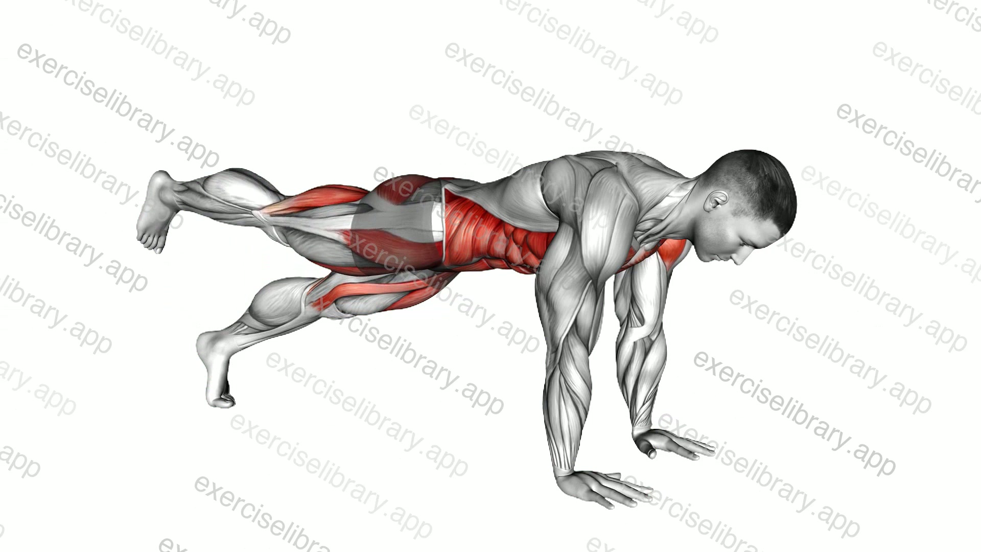 Plank Leg Lift Mountain Climber demonstration