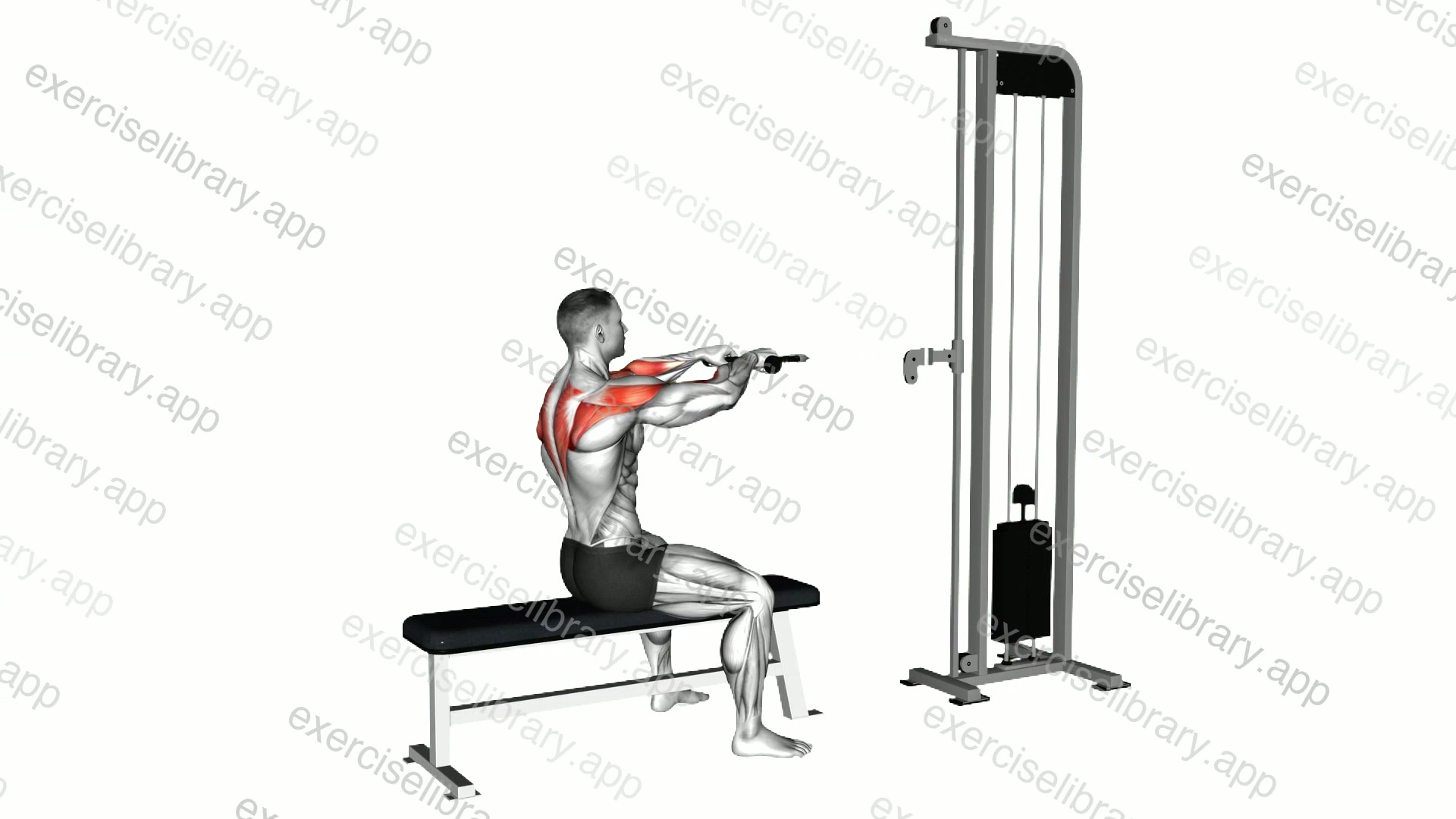 Cable Sitting Bench Face Pull demonstration