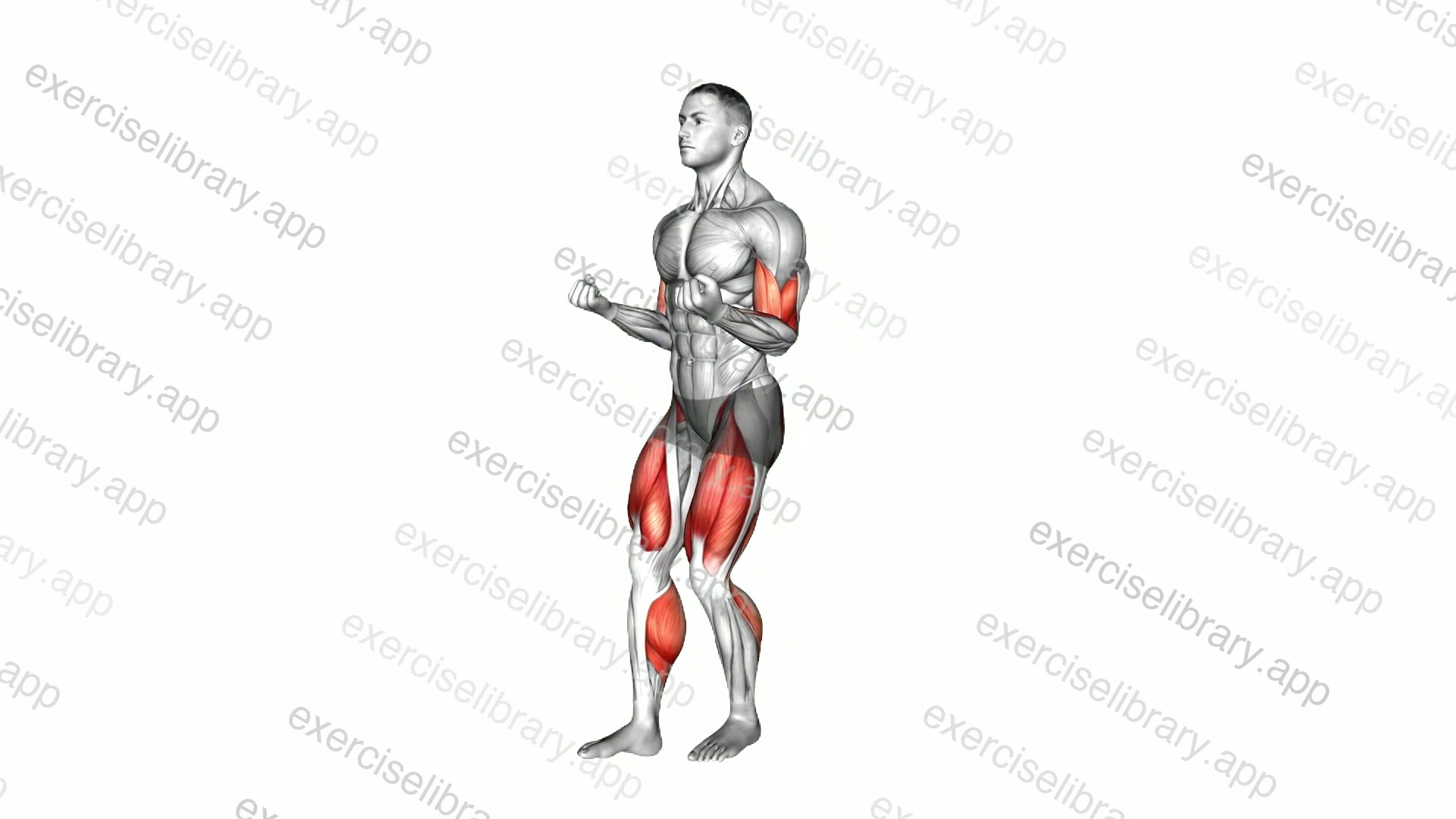 Heel Tap Arm Curl demonstration