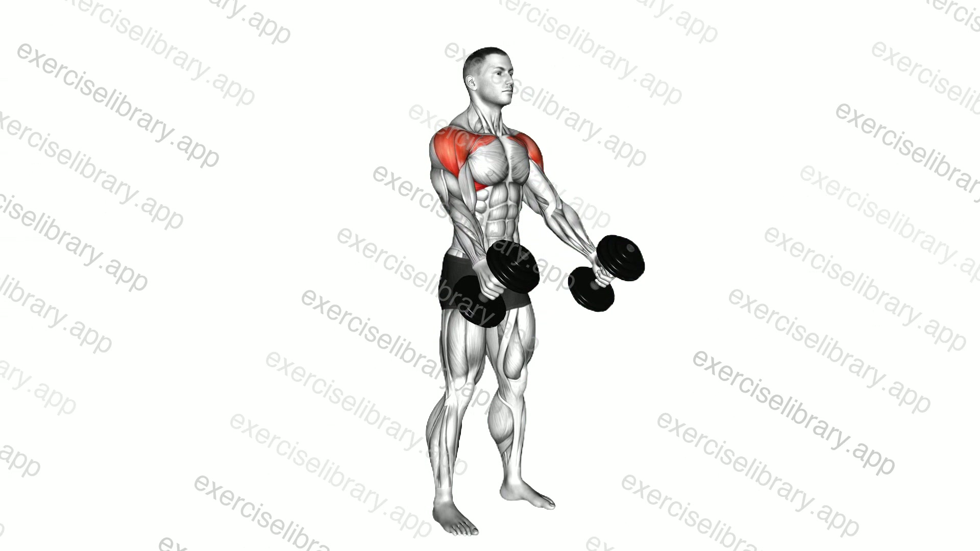 Dumbbell Standing Neutral Grip Front Raises demonstration