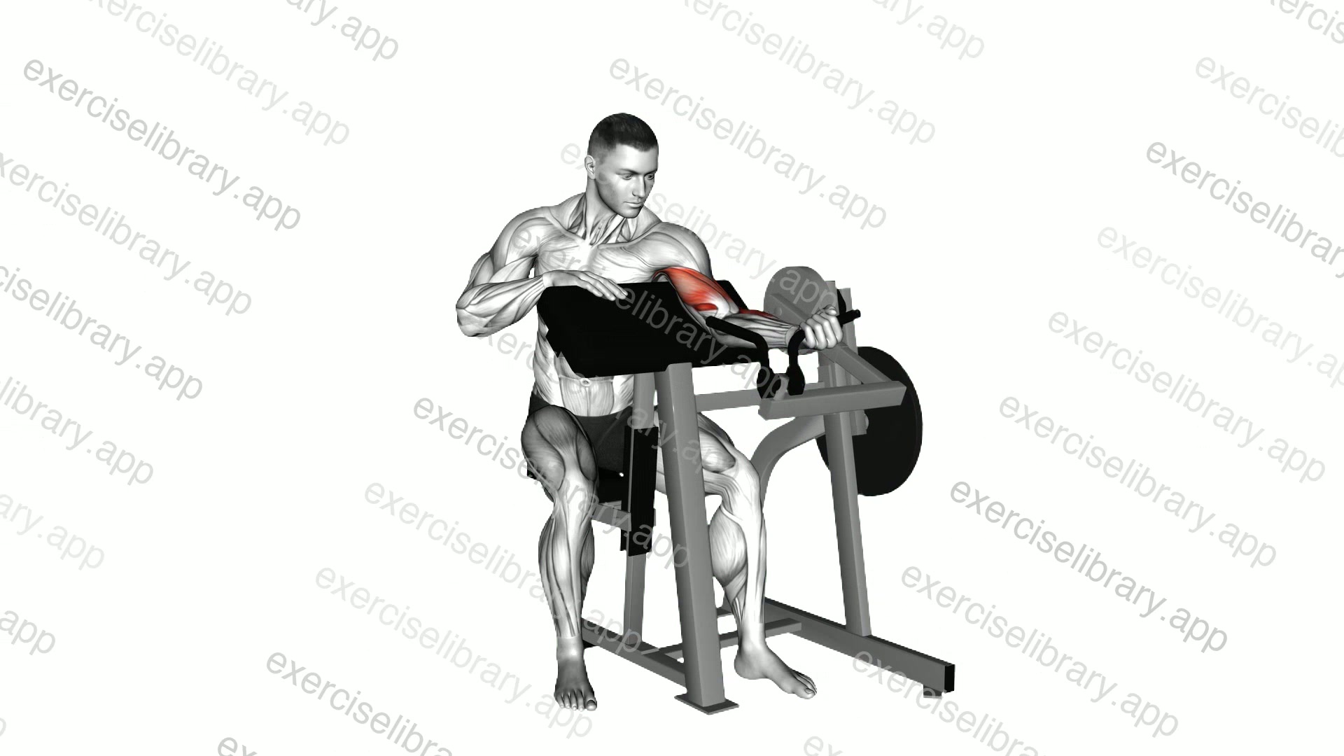 Lever Single Arm Preacher Curl demonstration