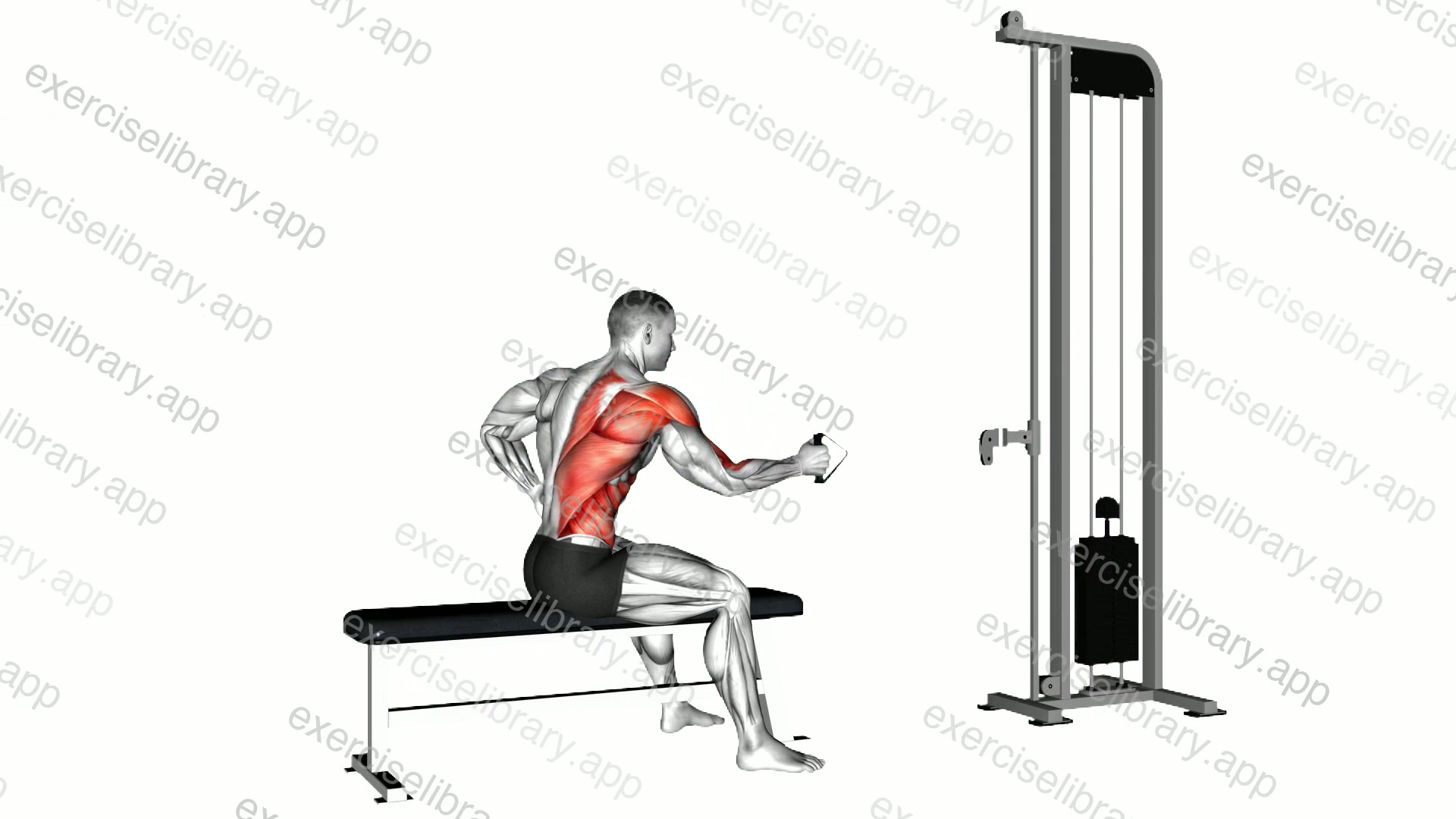 Cable Sitting Bench Single Arm Twisting Row demonstration