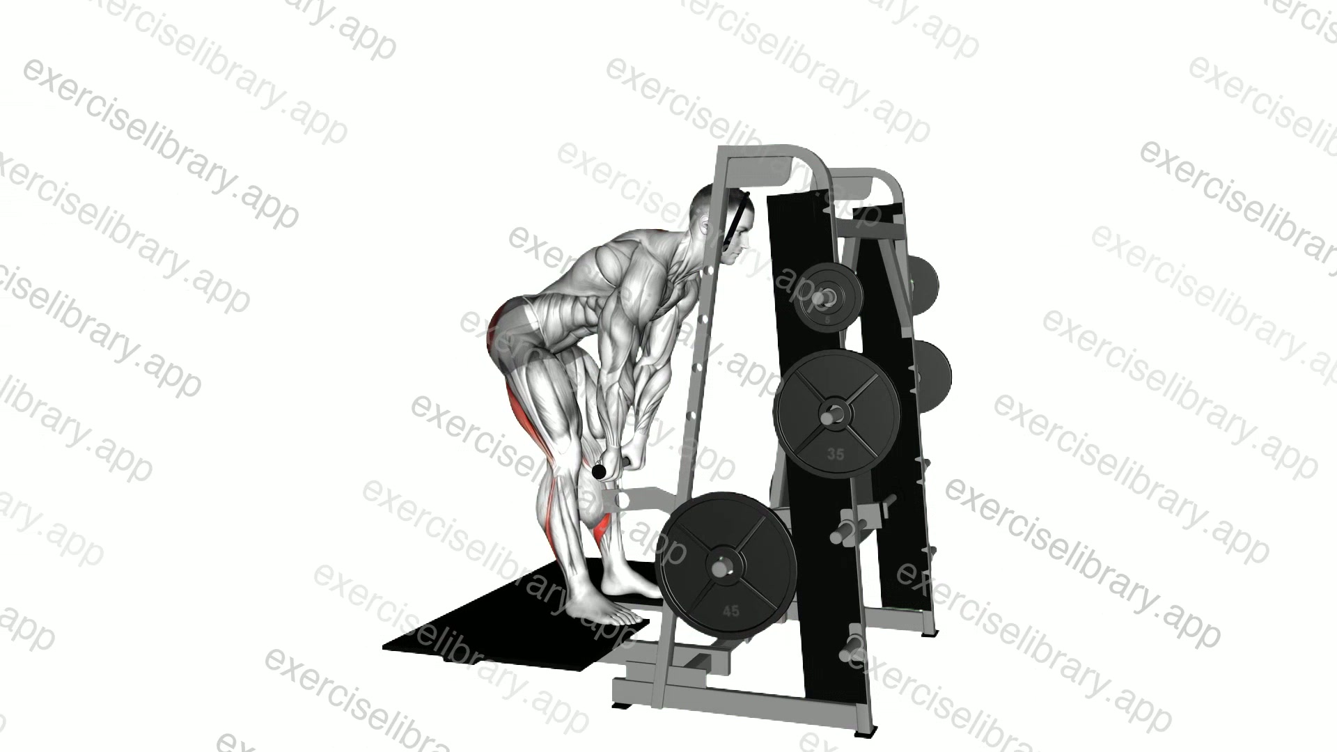 Lever Belt Romanian Deadlift demonstration