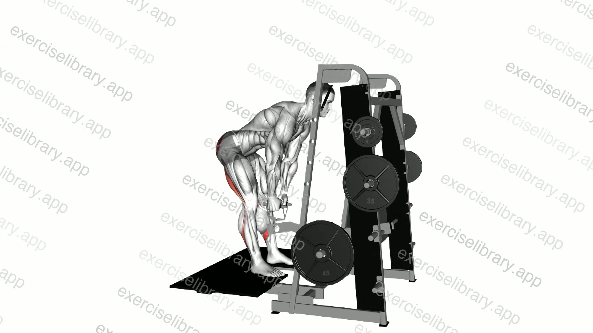 Lever Belt Romanian Deadlift demonstration