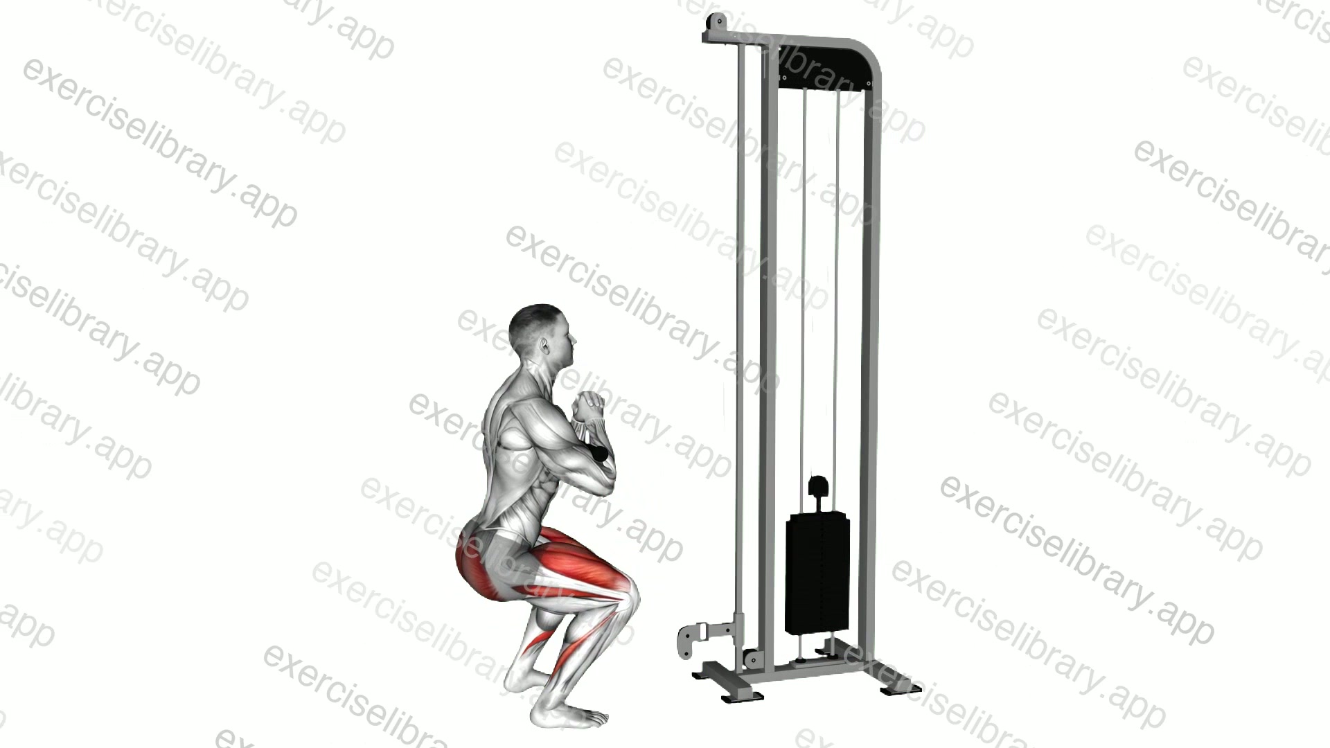 Cable Zercher Squat demonstration