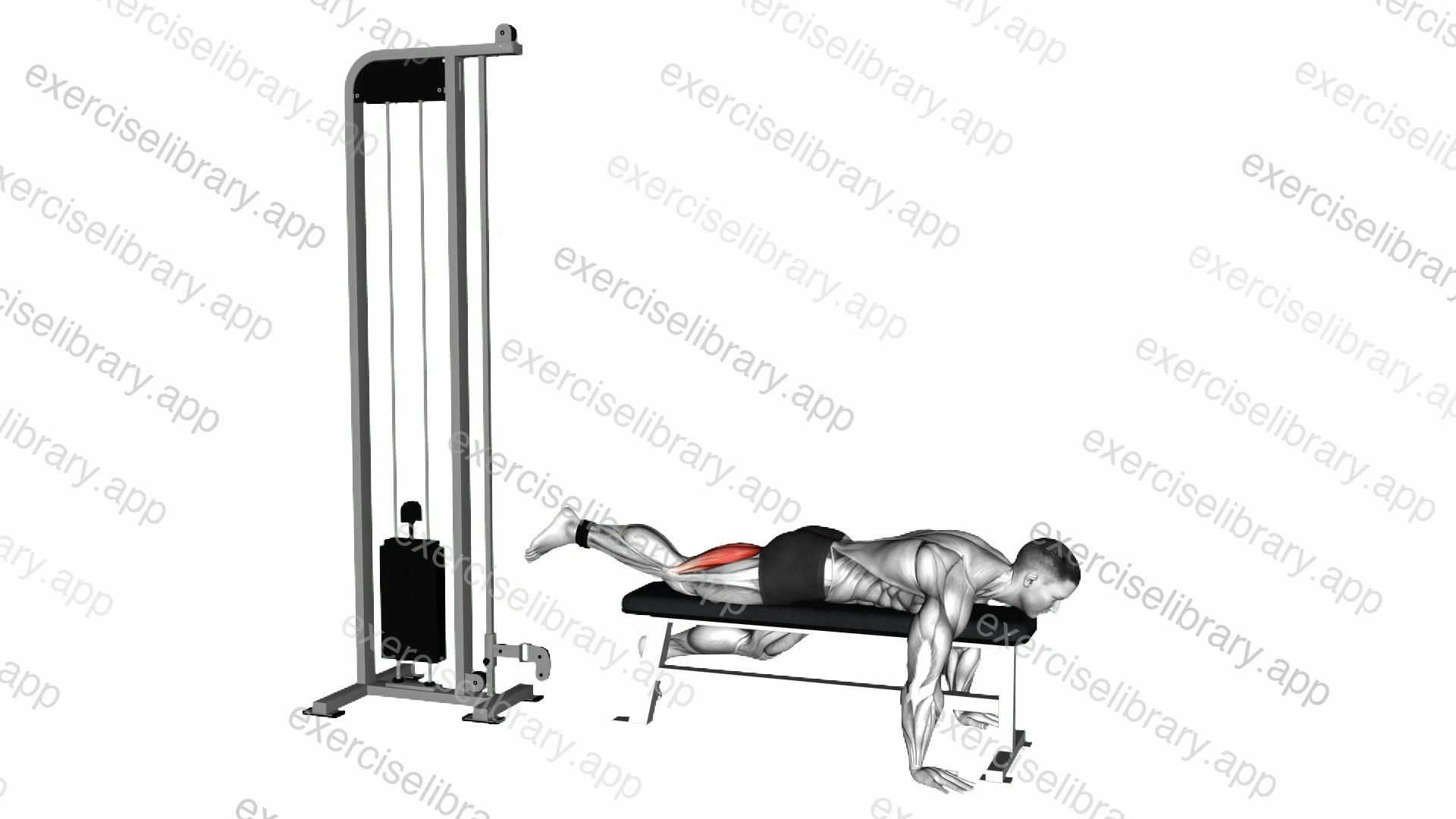 Cable Lying Bench Single Leg Curl demonstration