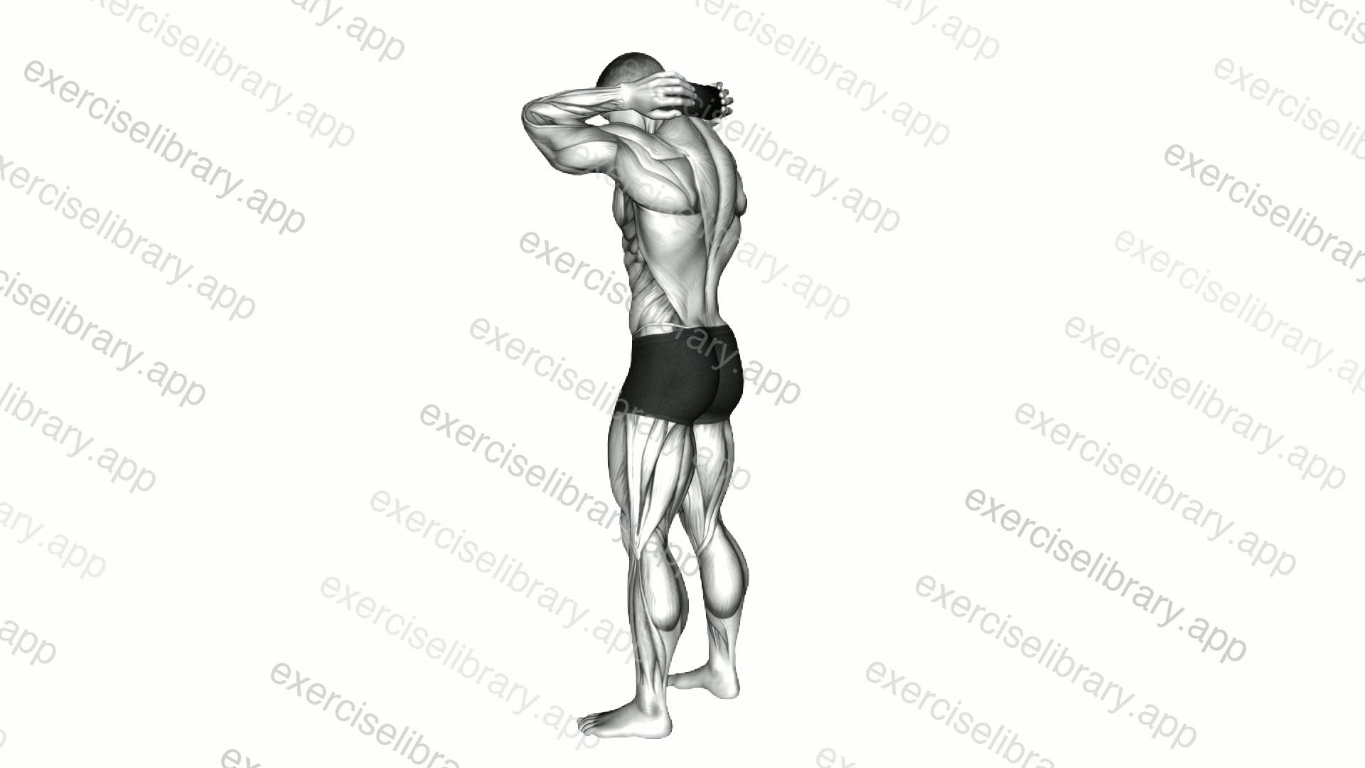 Roll Standing Neck demonstration
