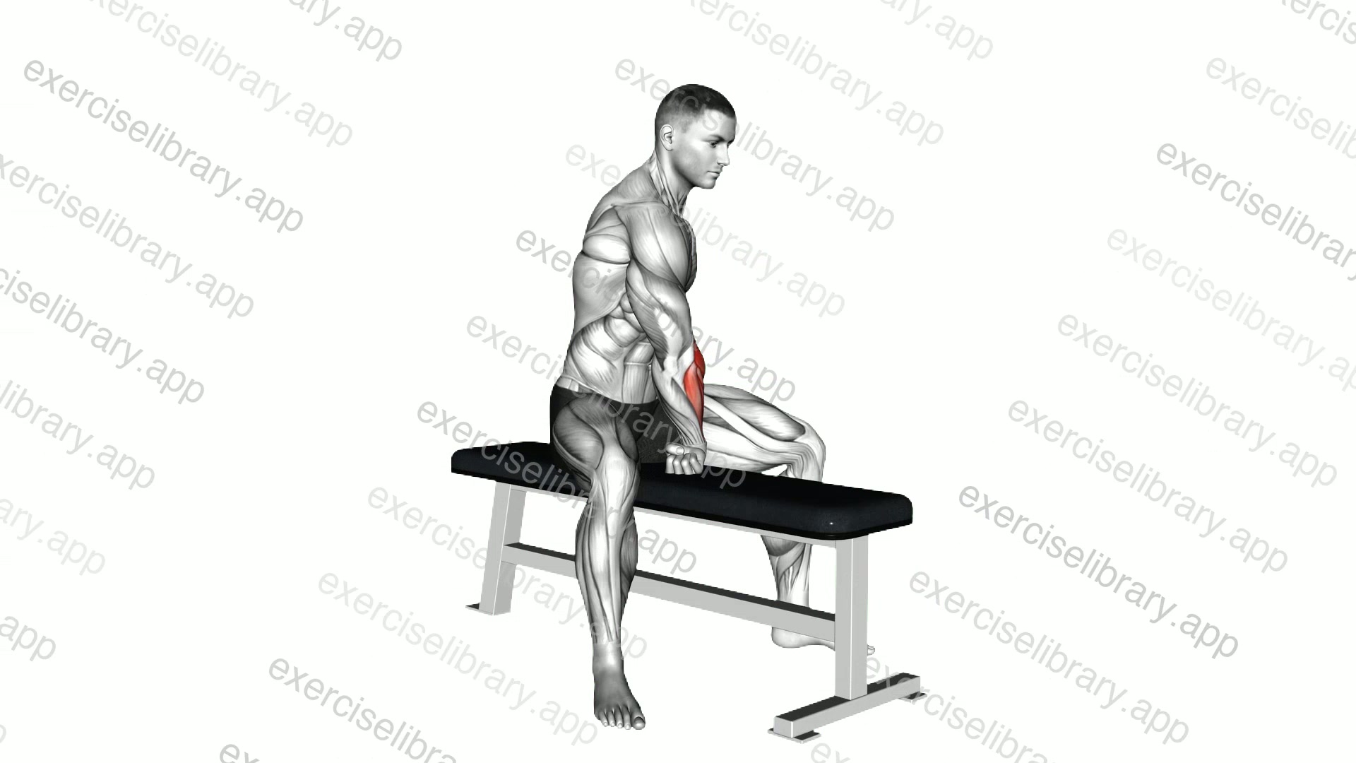 Sitting Single Arm Wrist Extensors Stretch demonstration