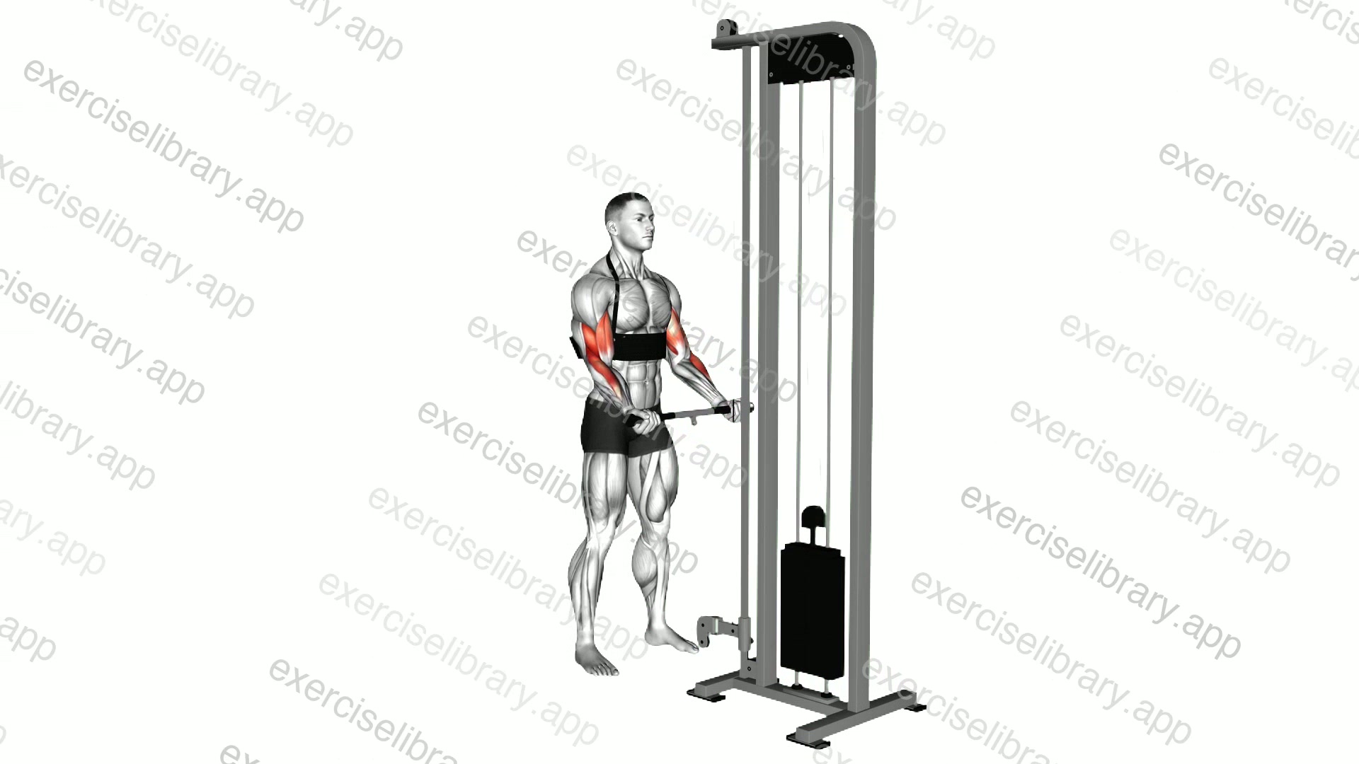 Cable Biceps Curl demonstration