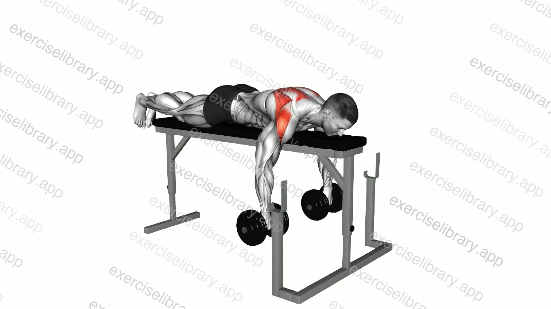 Dumbbell Lying Delt Row on Rack demonstration
