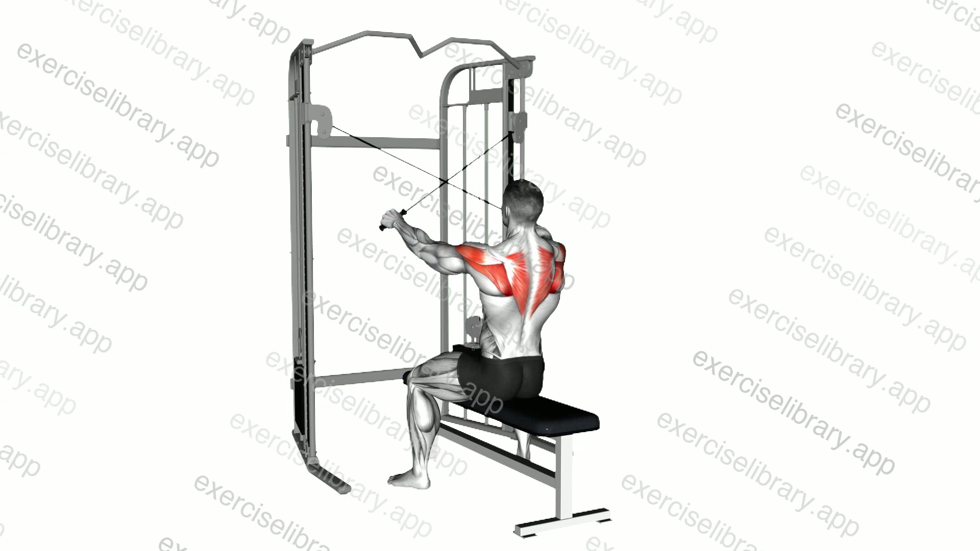 Cable Seated Reverse Fly demonstration