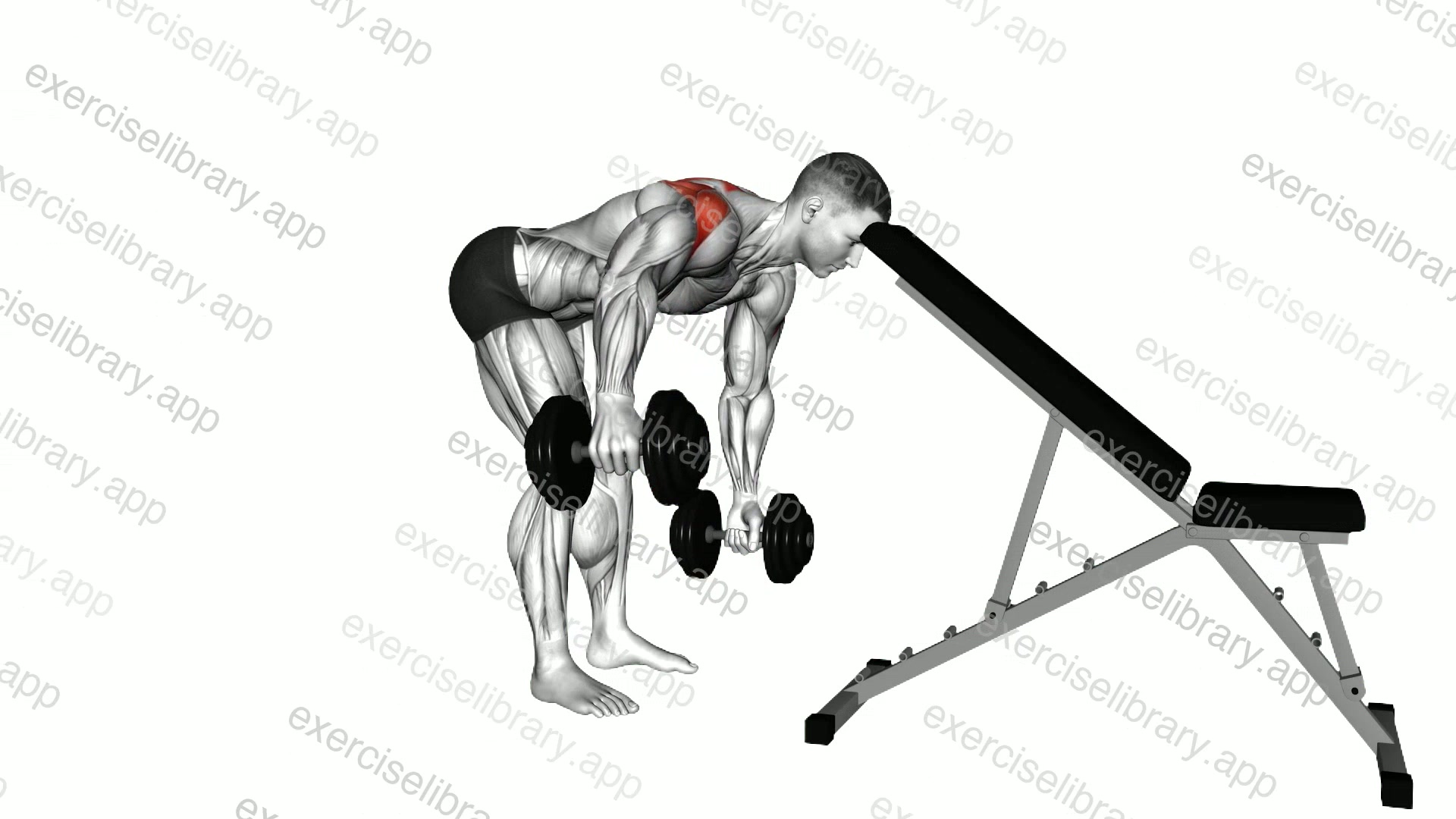Dumbbell Alternating Rear Lateral Raise demonstration